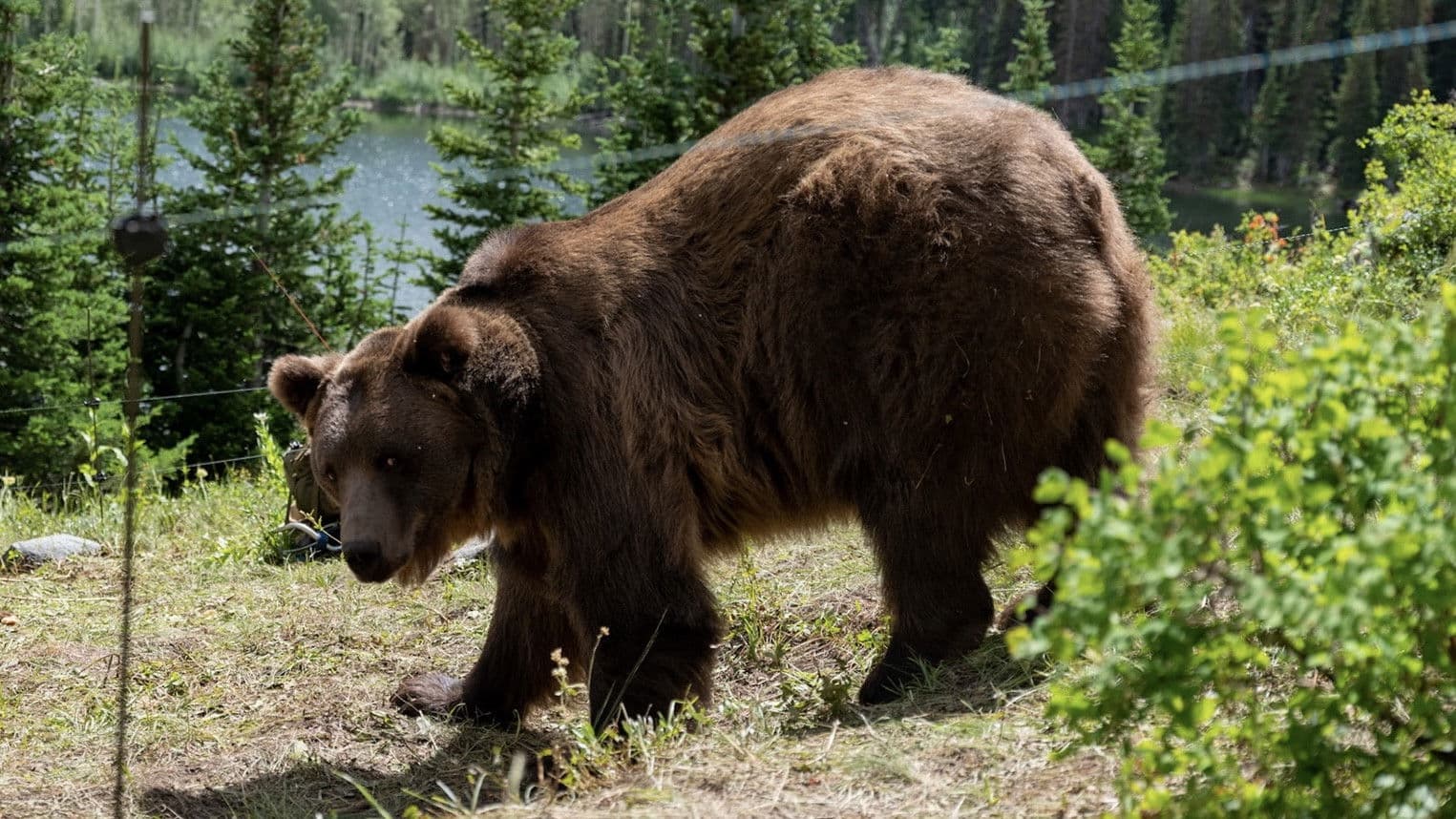 Grizzly Night - immagine