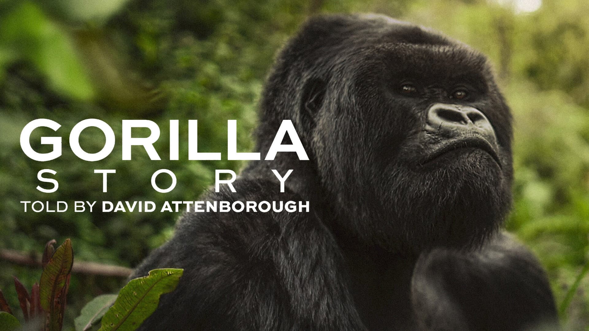 A Gorilla Story: l'incontro di David Attenborough - immagine