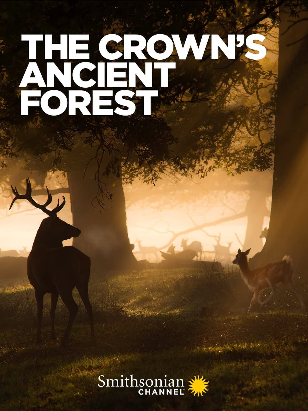 Poster di The Crown's Ancient Forest