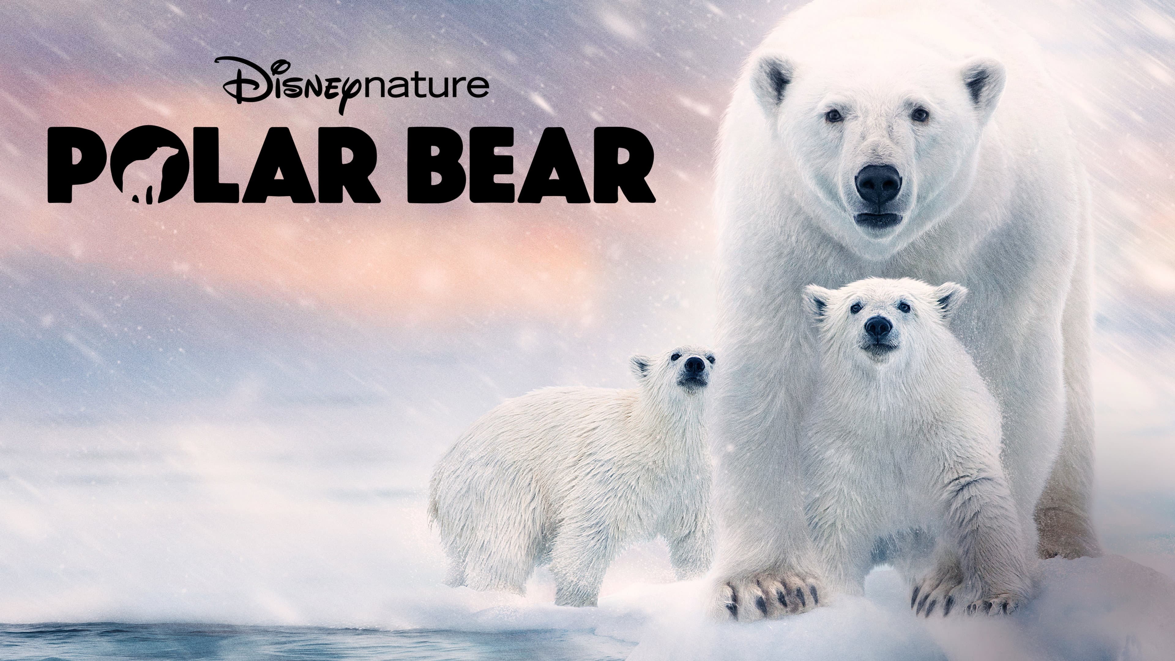 Polar Bear - immagine