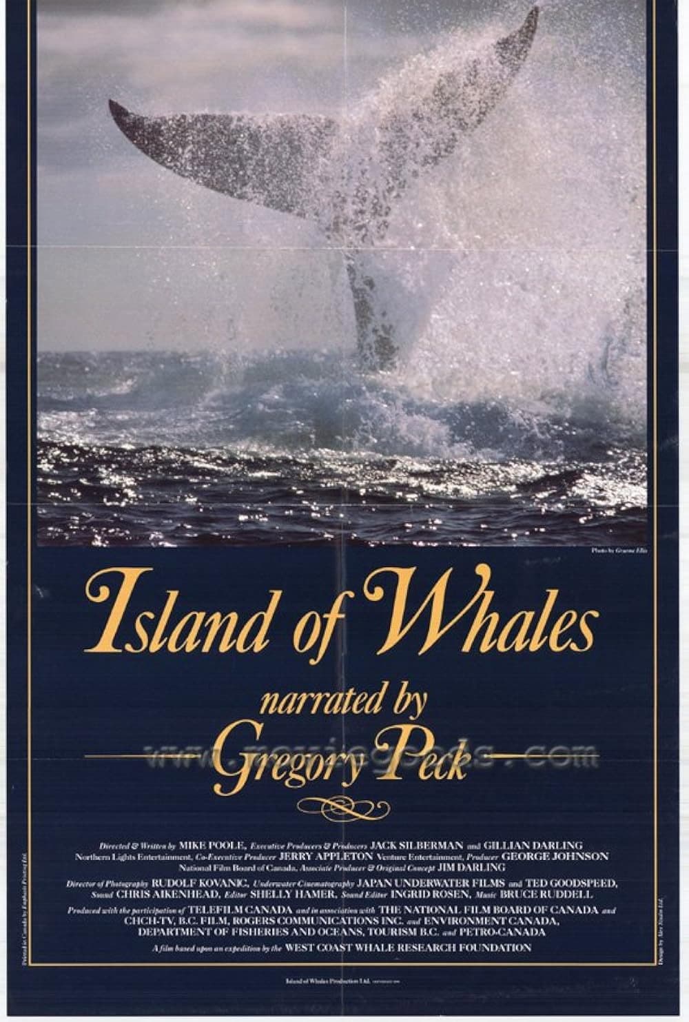 Poster di Island of Whales