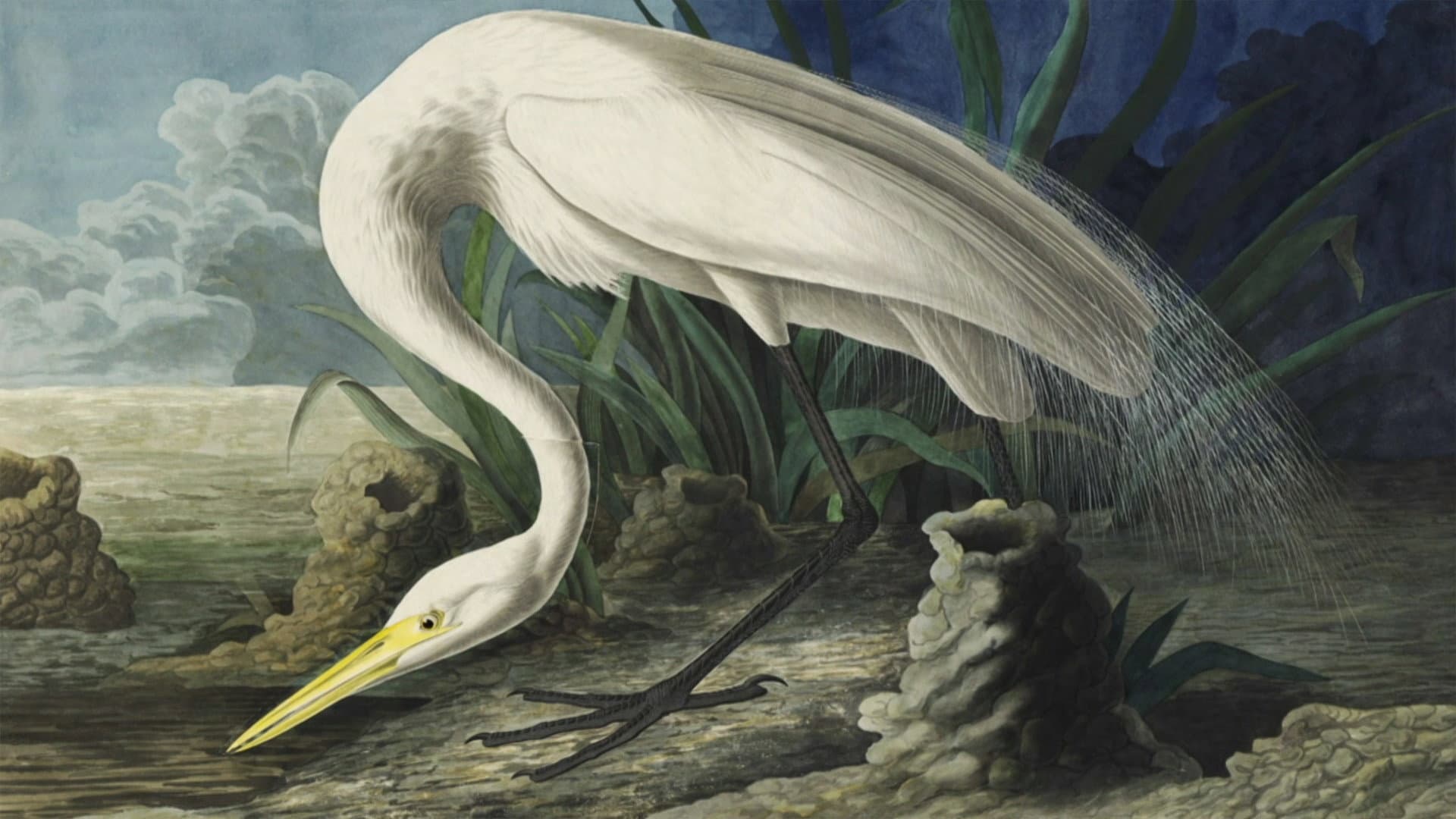 Audubon - immagine