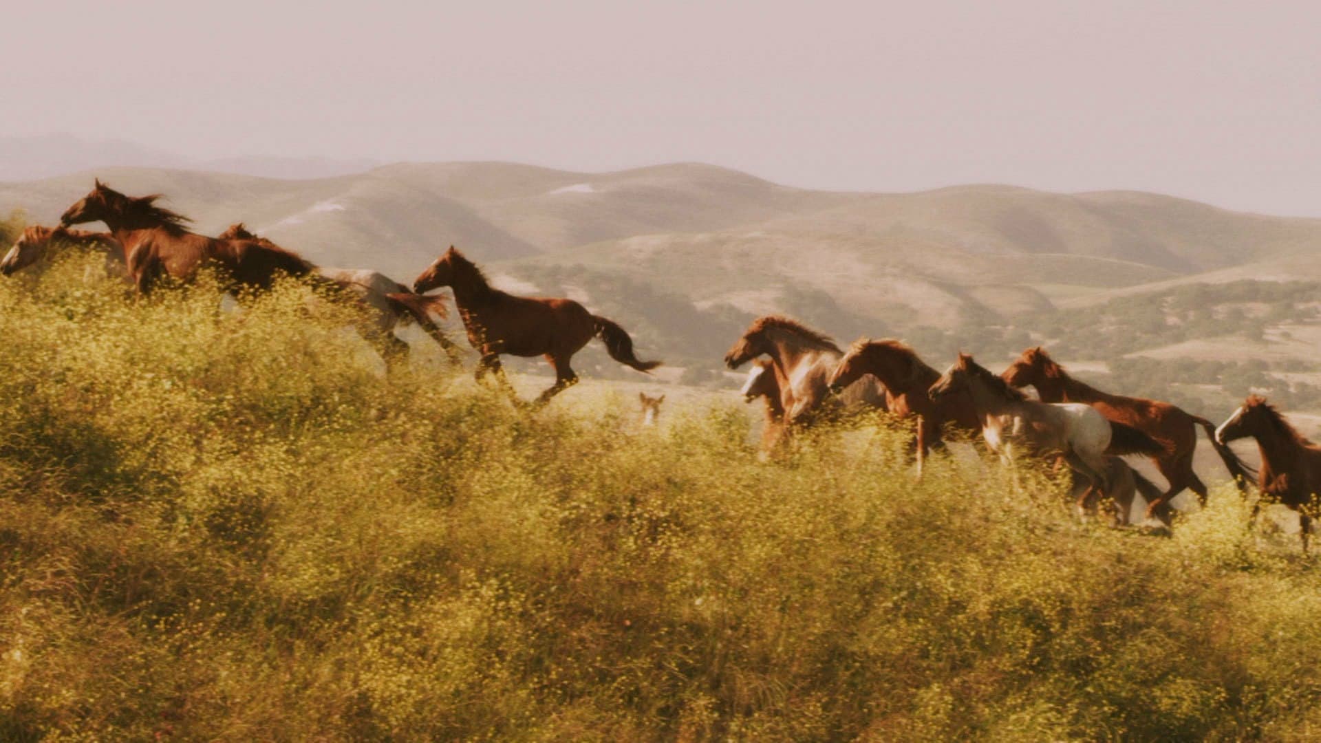 American Mustang - immagine