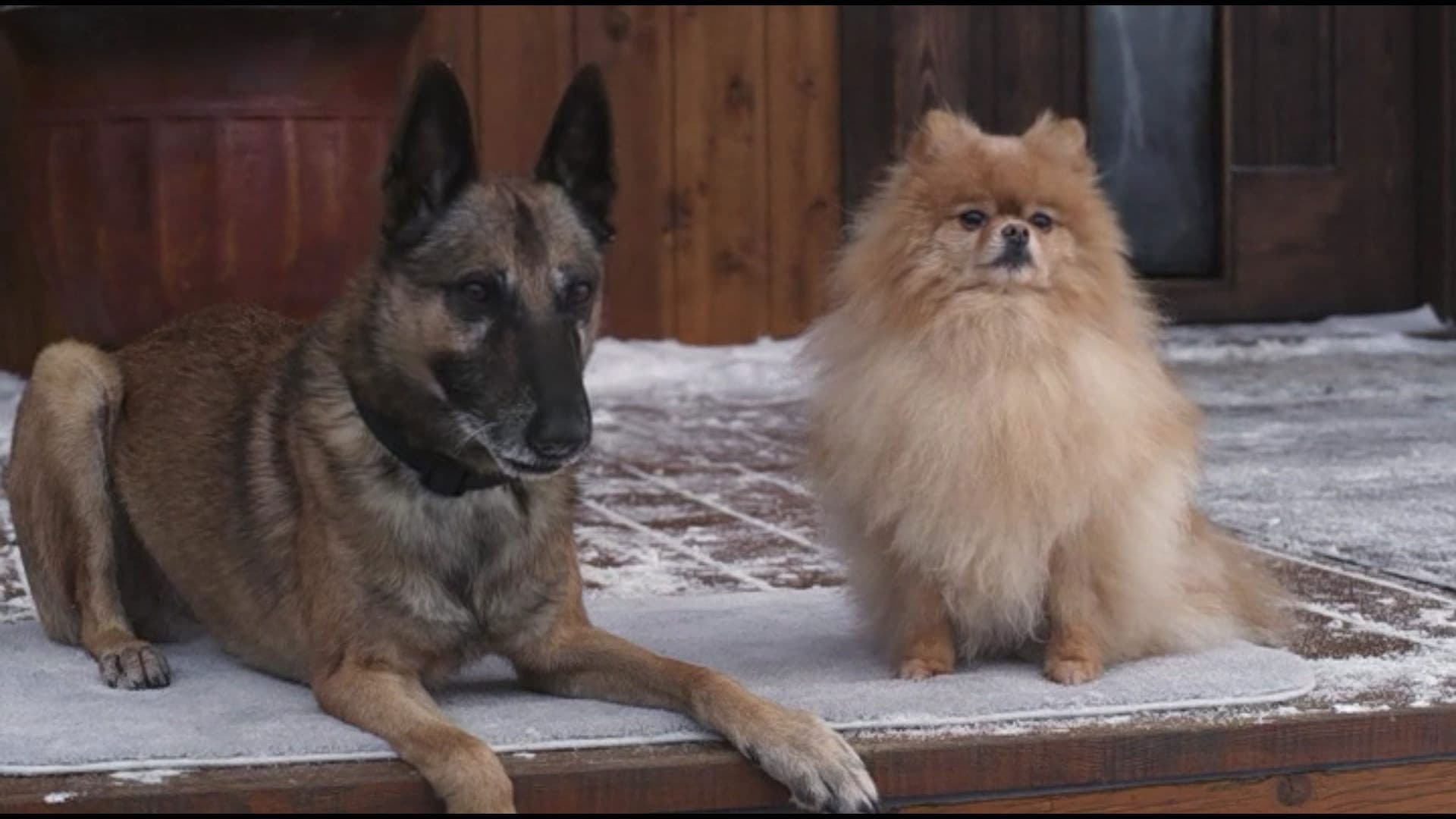 Step Dogs - immagine