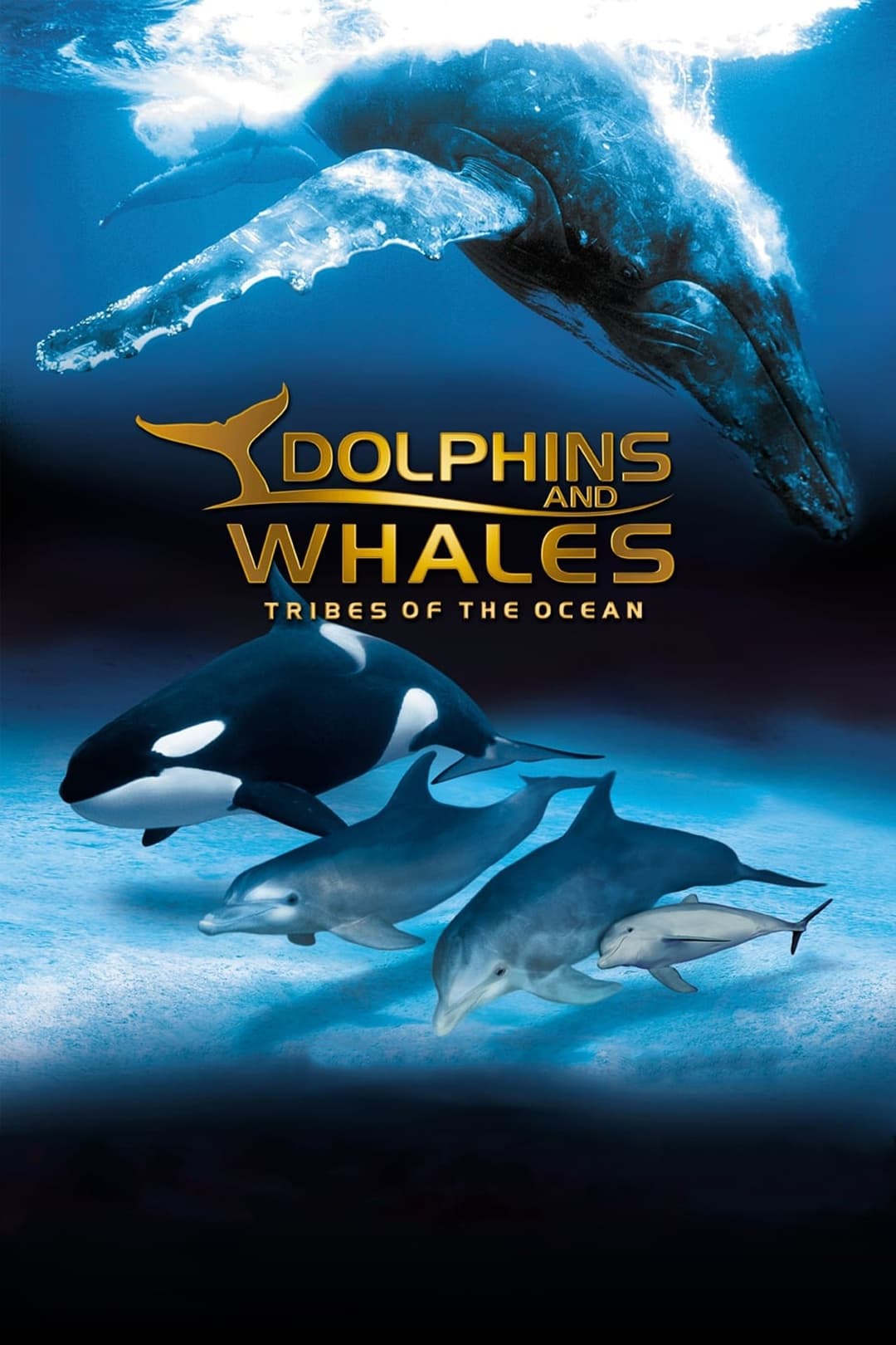 Poster di Delfini e balene - Le tribù degli oceani