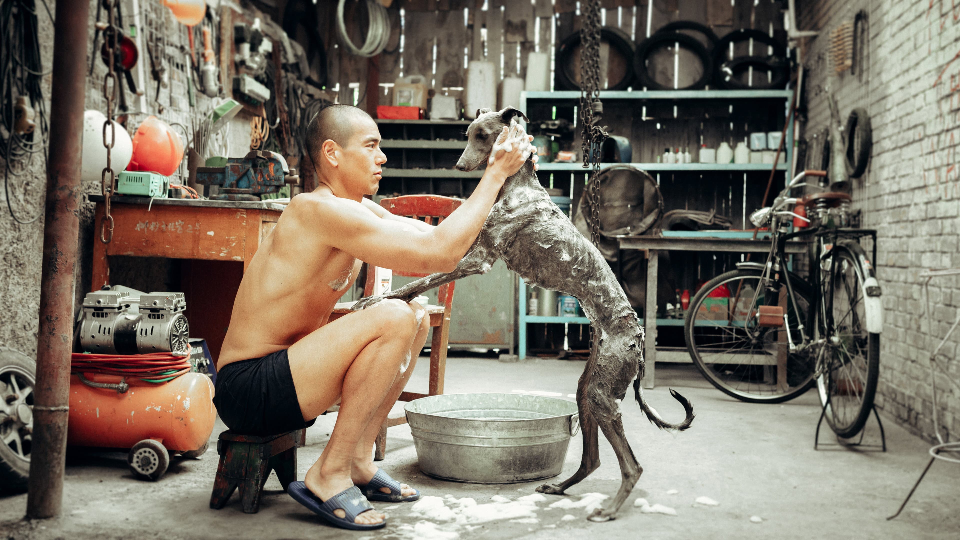 Black Dog - immagine