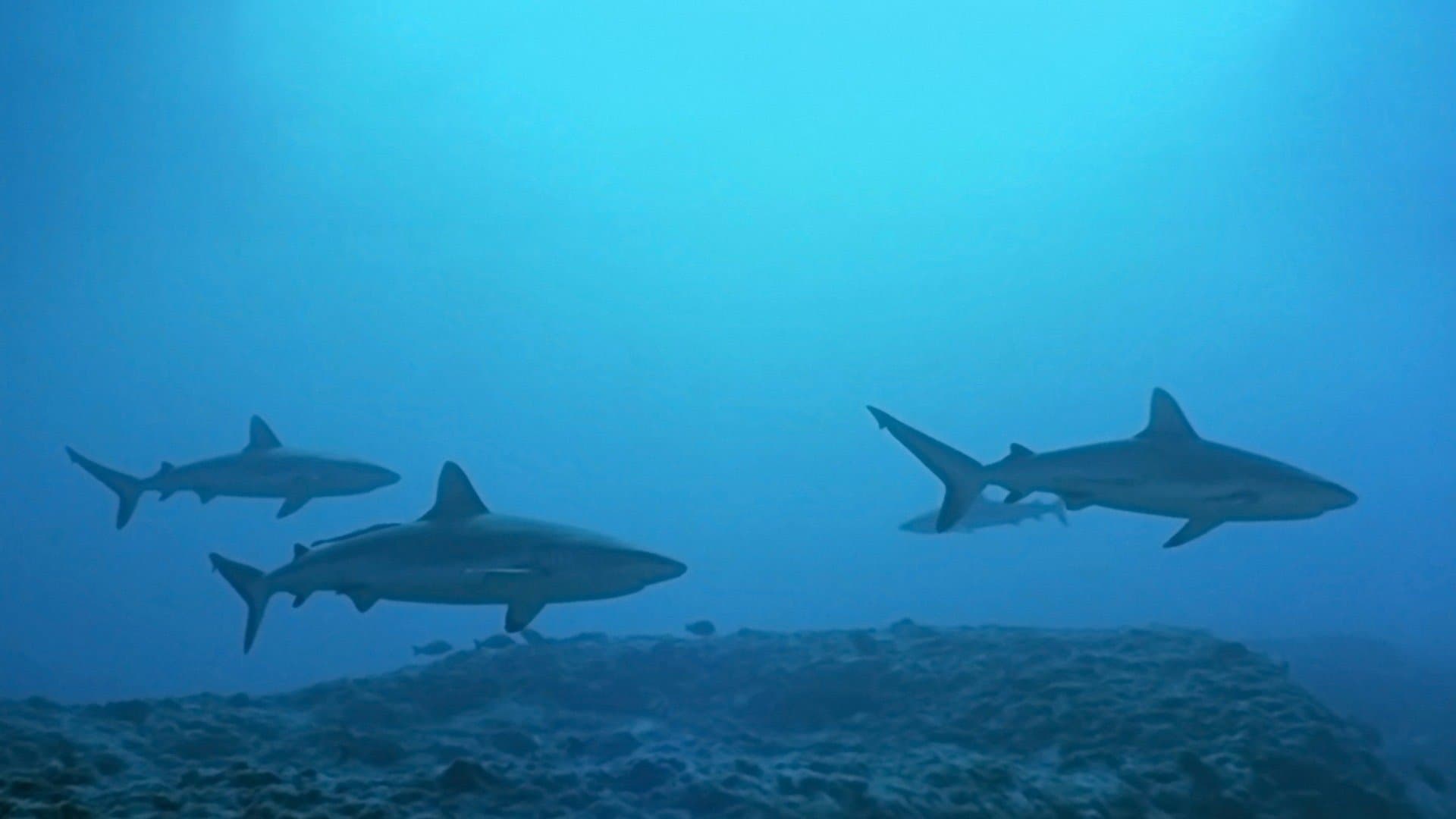 Atlantis - Le creature del mare - immagine