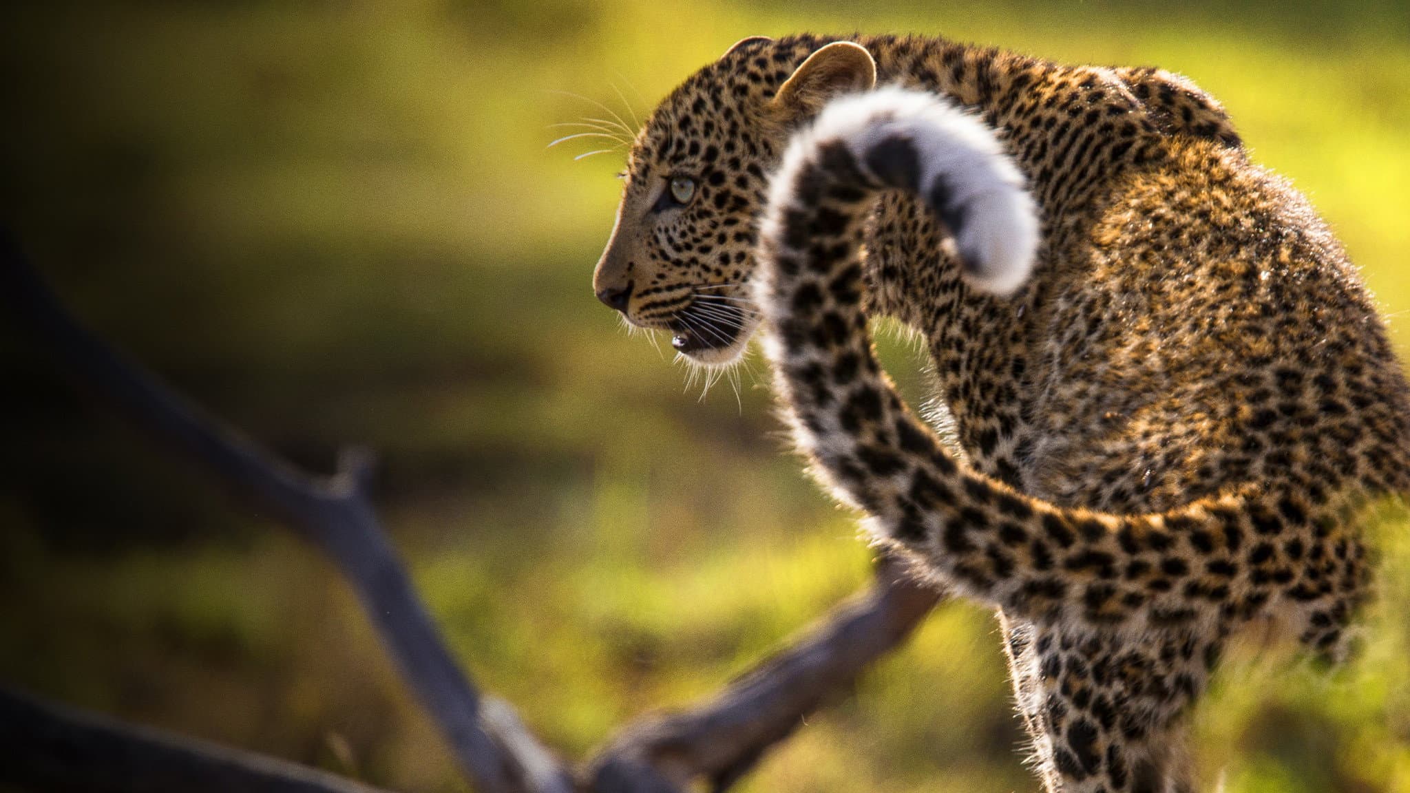 Jade Eyed Leopard - immagine
