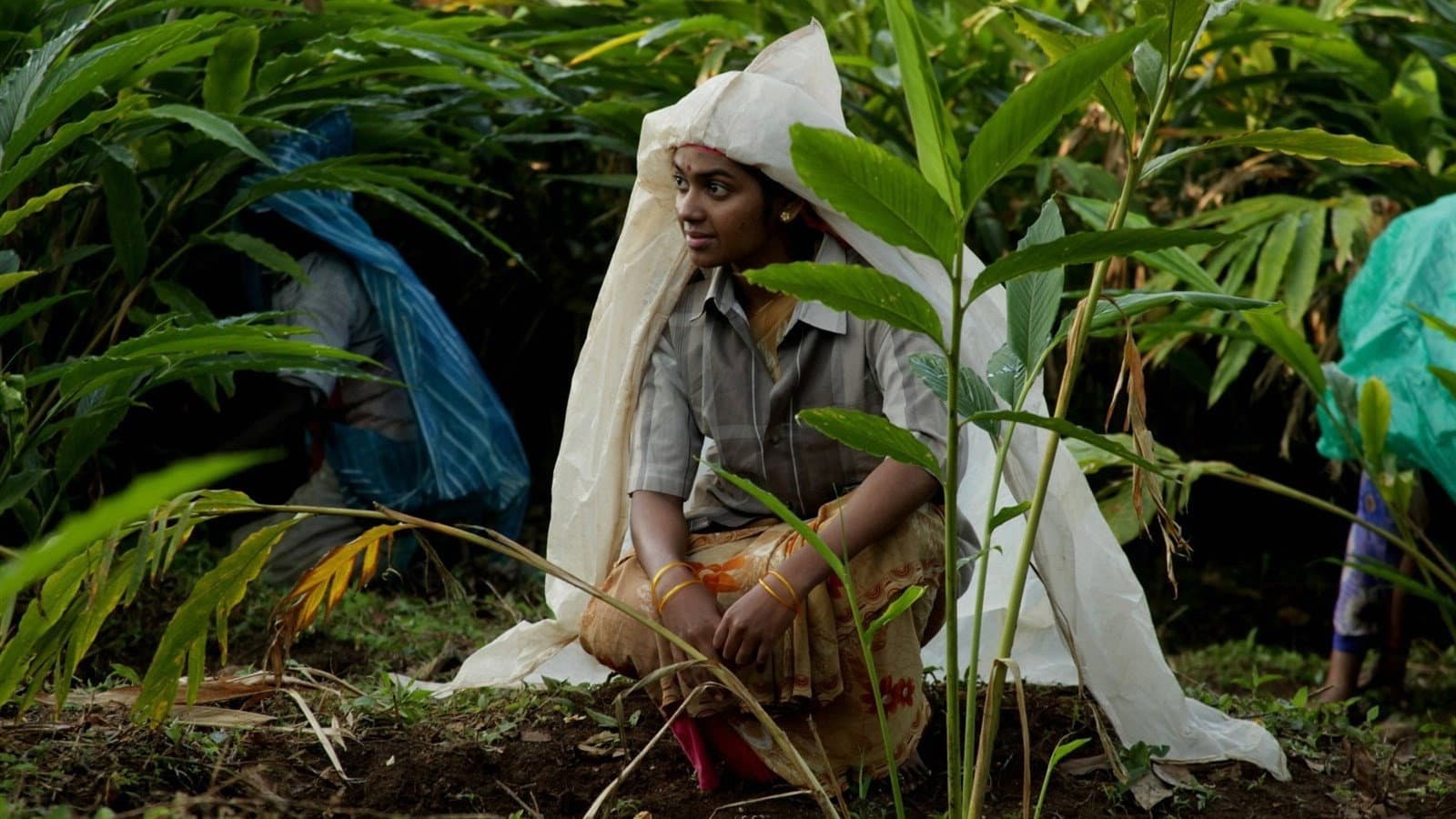 மேற்குத்தொடர்ச்சி மலை - immagine