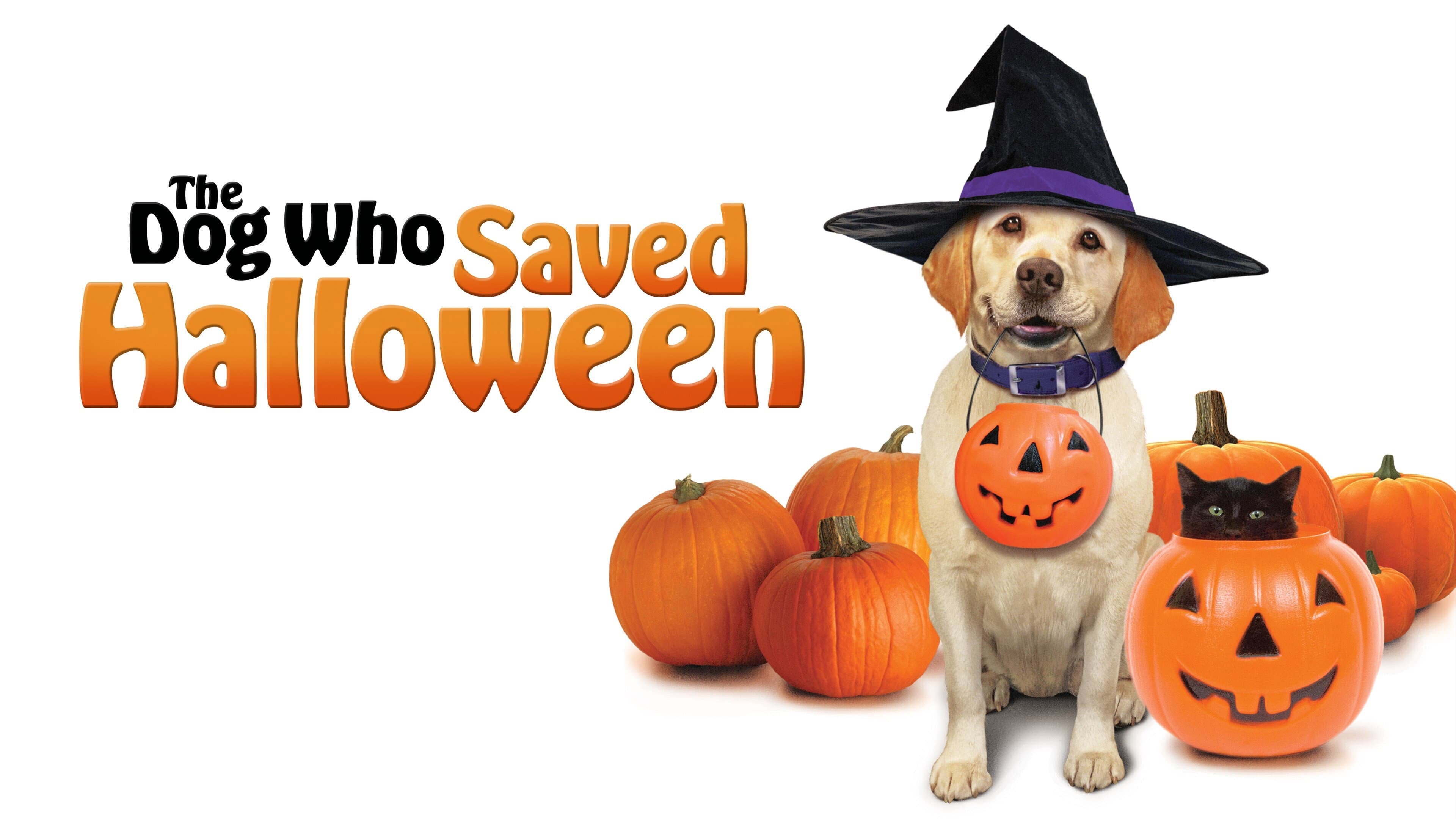 Zeus alla conquista di Halloween - immagine