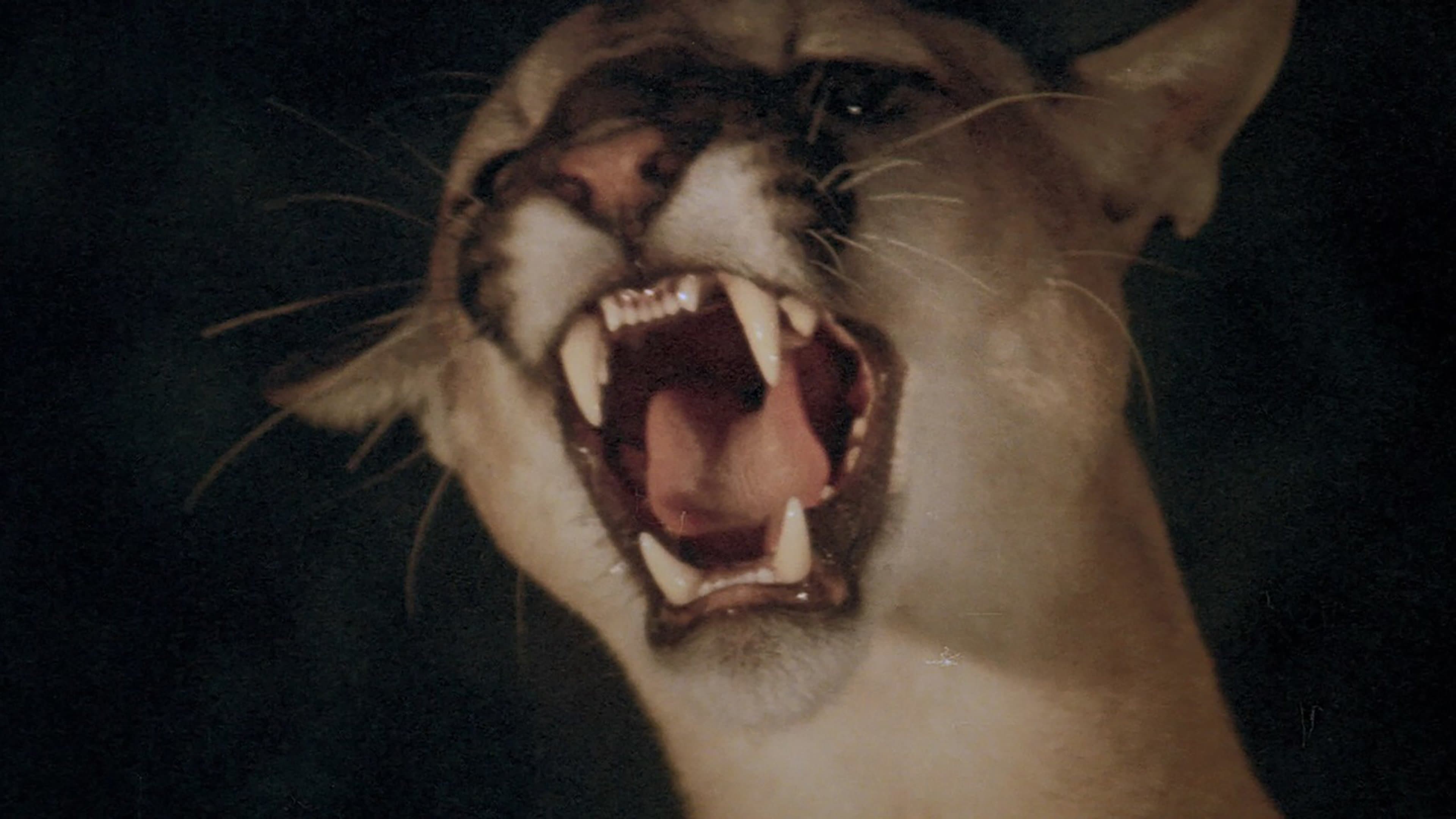 Future animals - immagine