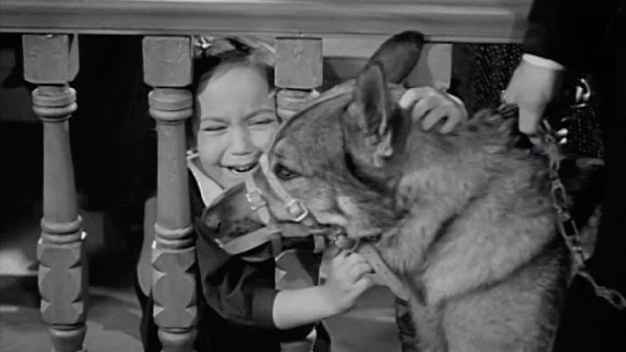Killer Dog - immagine