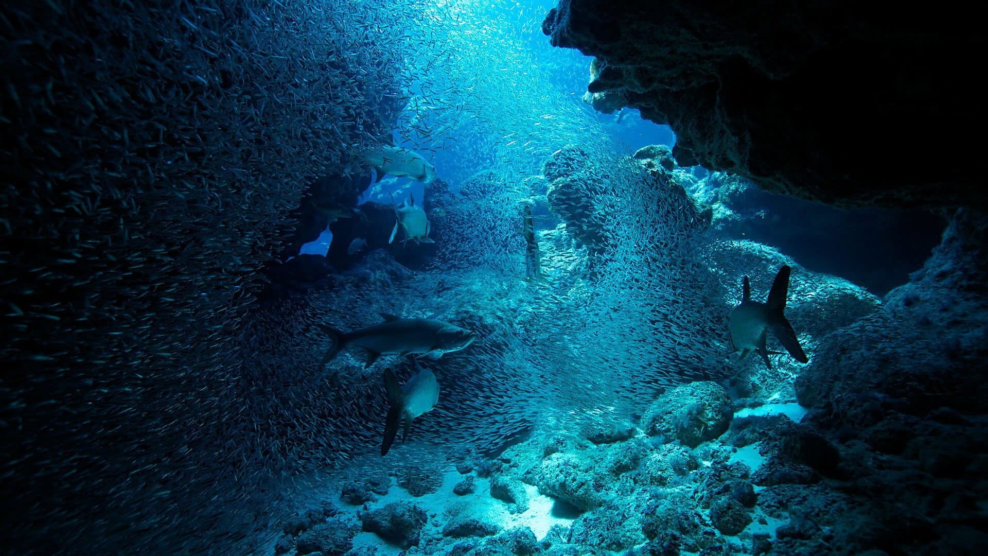 Atlantic: The Wildest Ocean on Earth - immagine