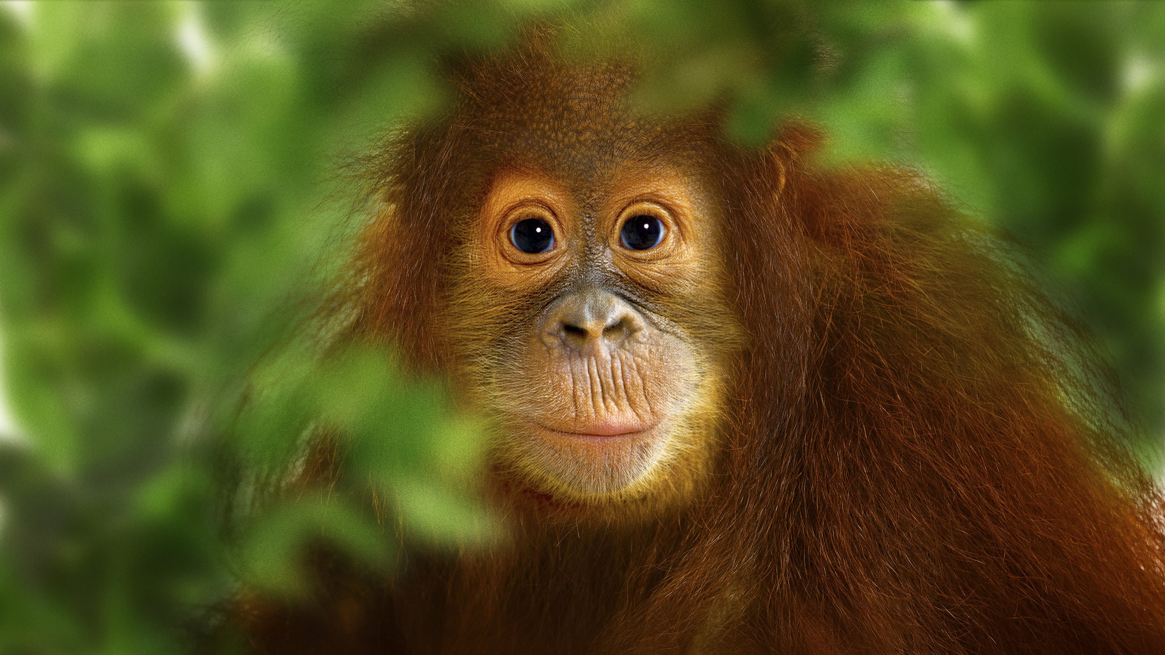 Operation Orangutan - immagine