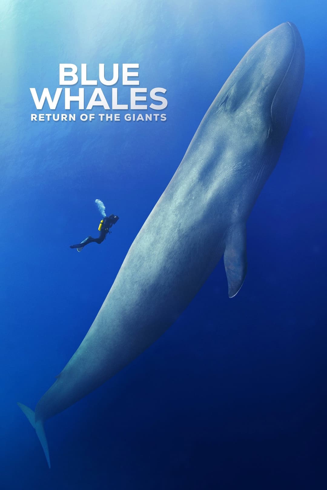 Poster di Blue Whales: Return of the Giants