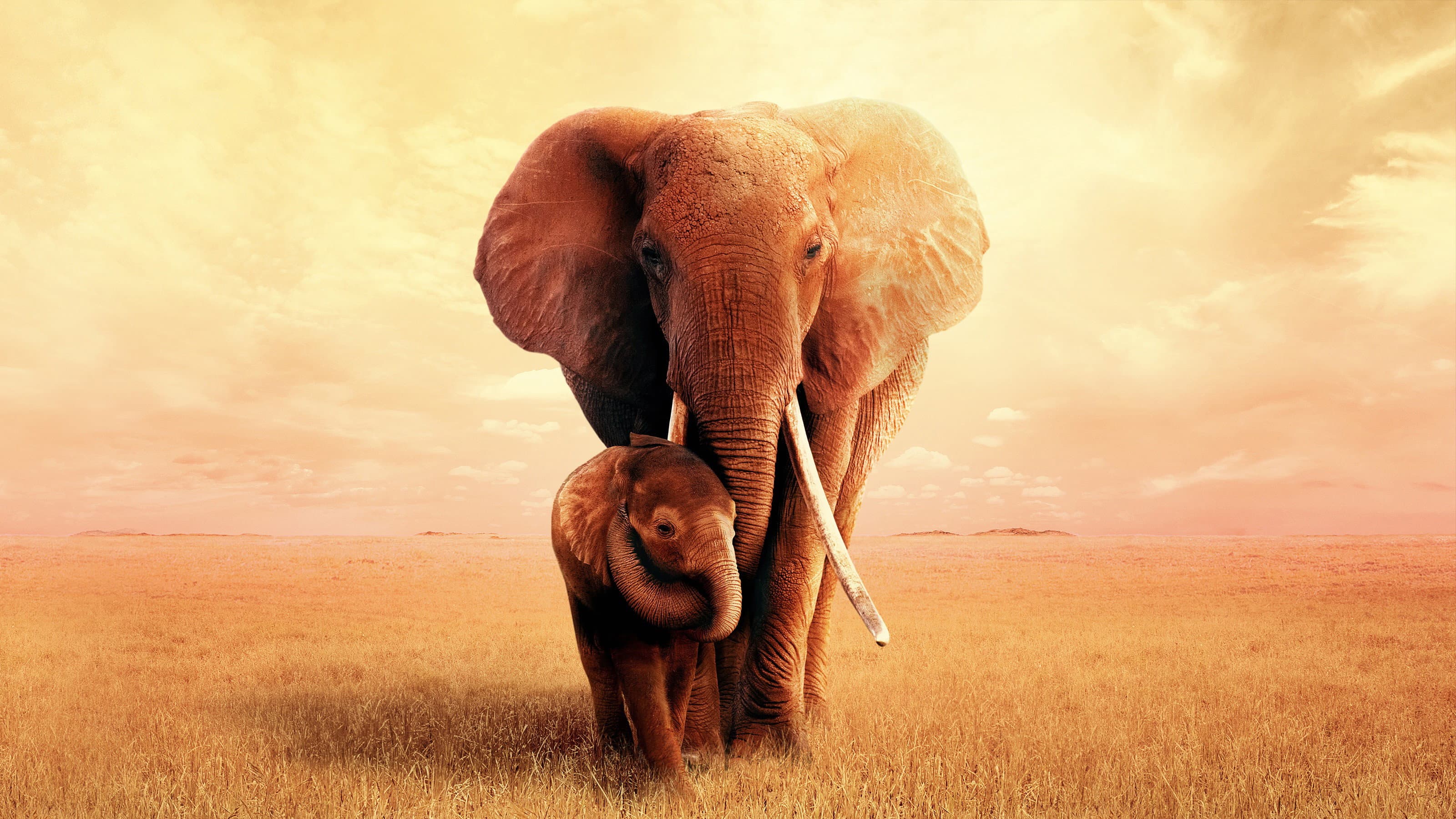 La madre degli elefanti - immagine