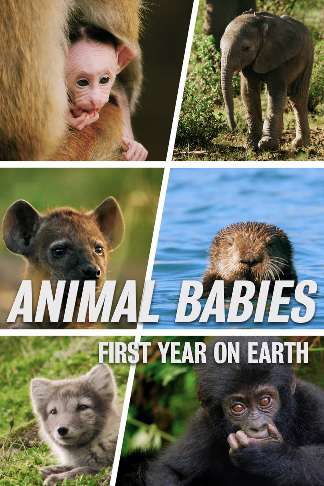 Poster di Animal Babies: First Year On Earth