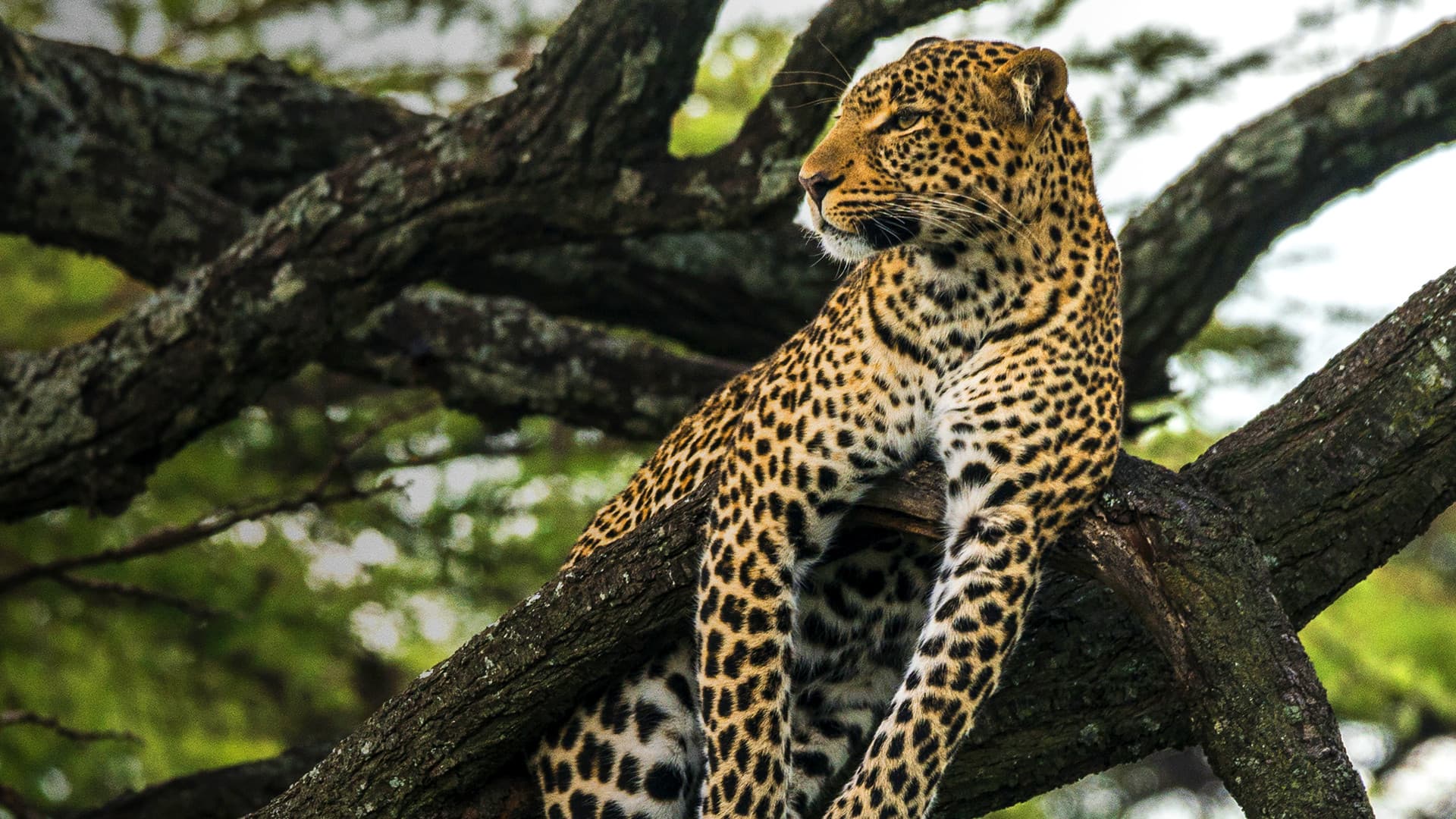 Jade Eyed Leopard - immagine
