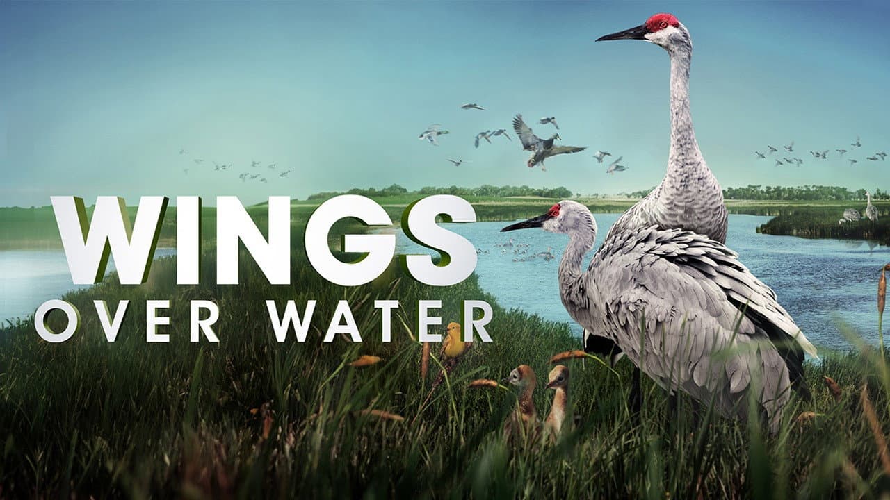 Wings Over Water - immagine
