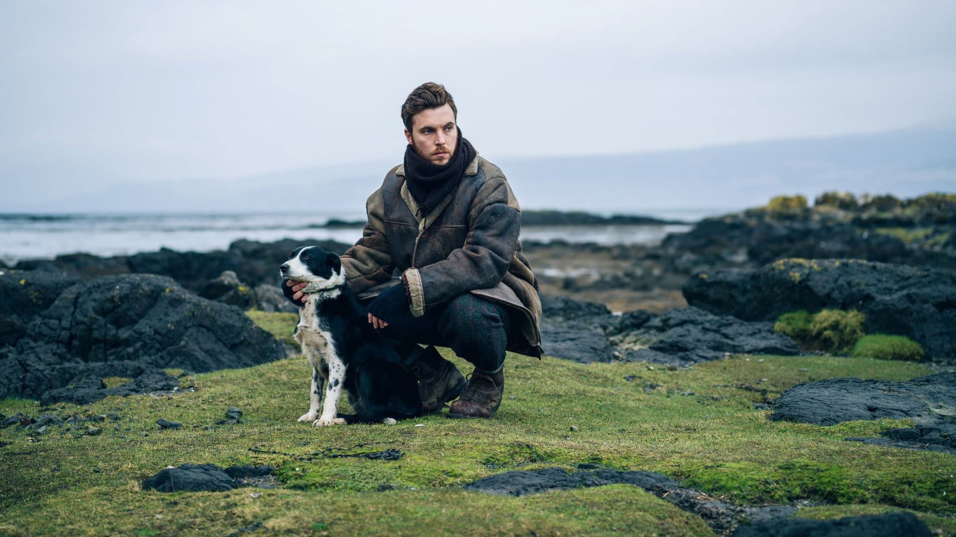 Shepherd - immagine