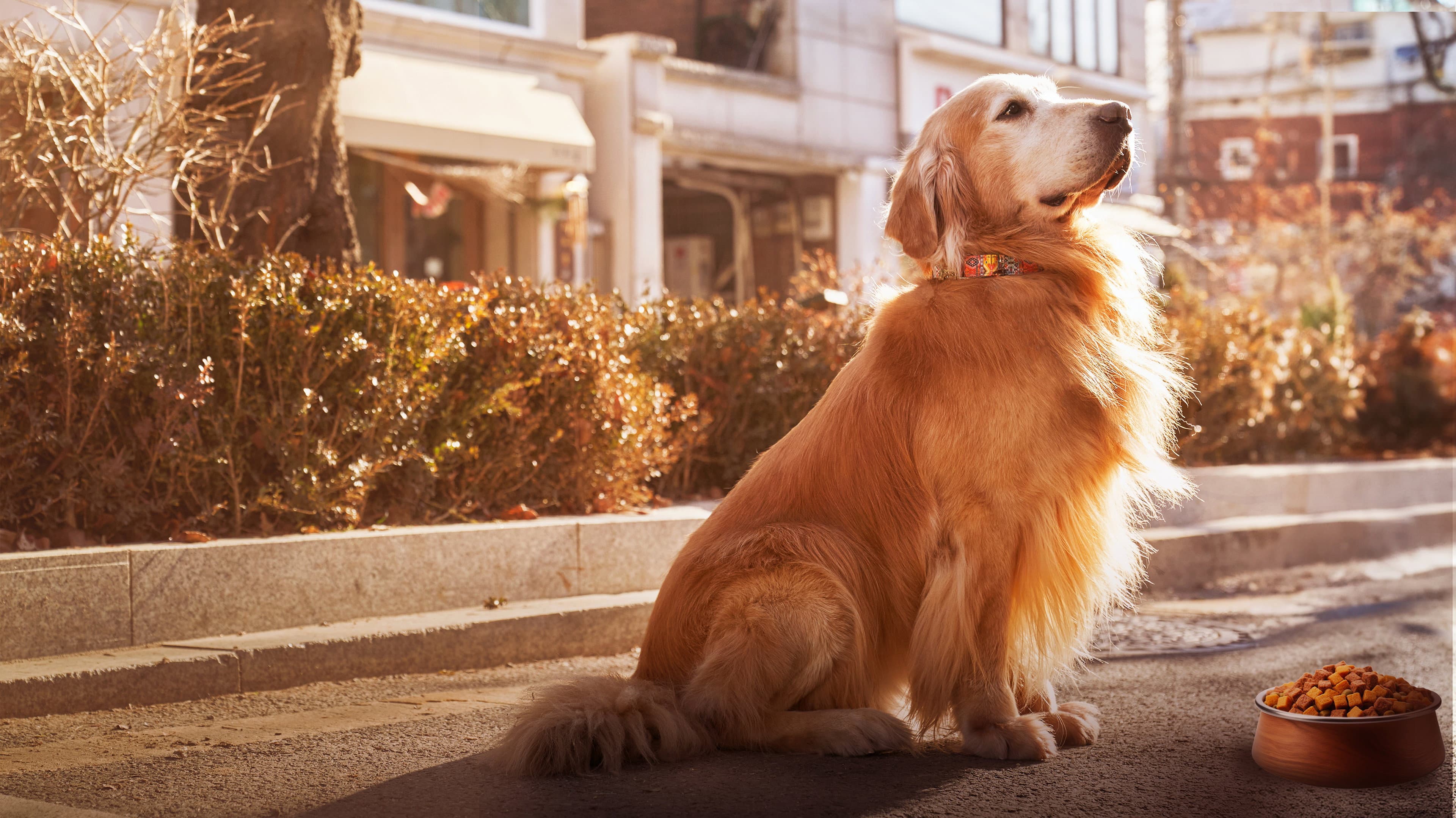 Dog Days - immagine