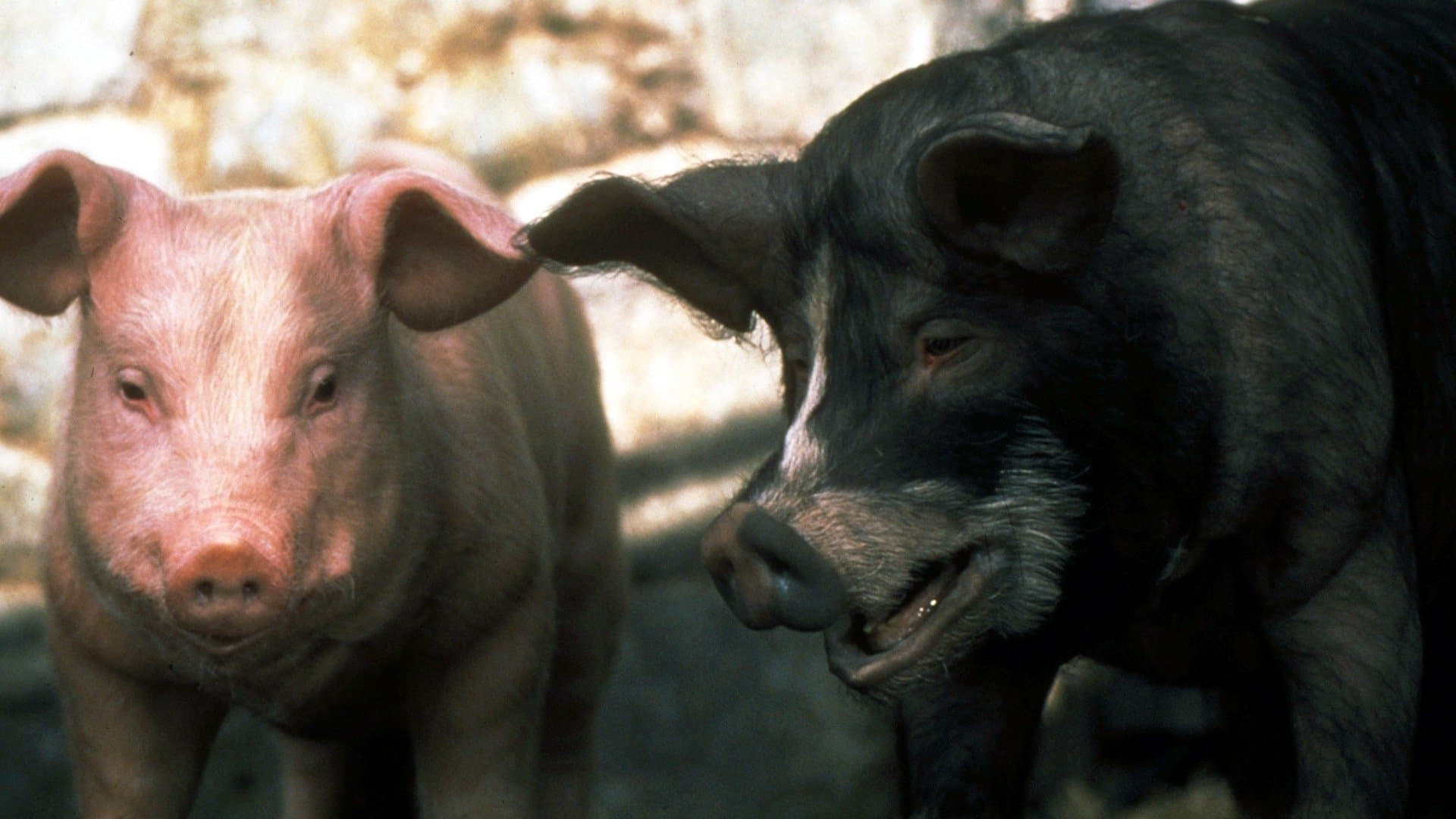 La fattoria degli animali - immagine