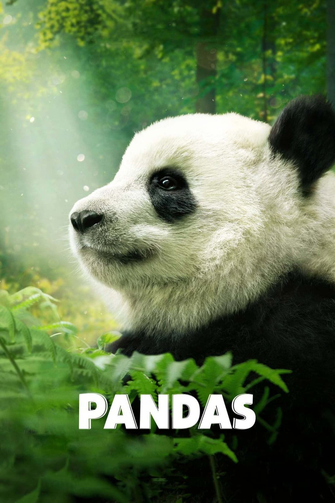 Poster di Pandas