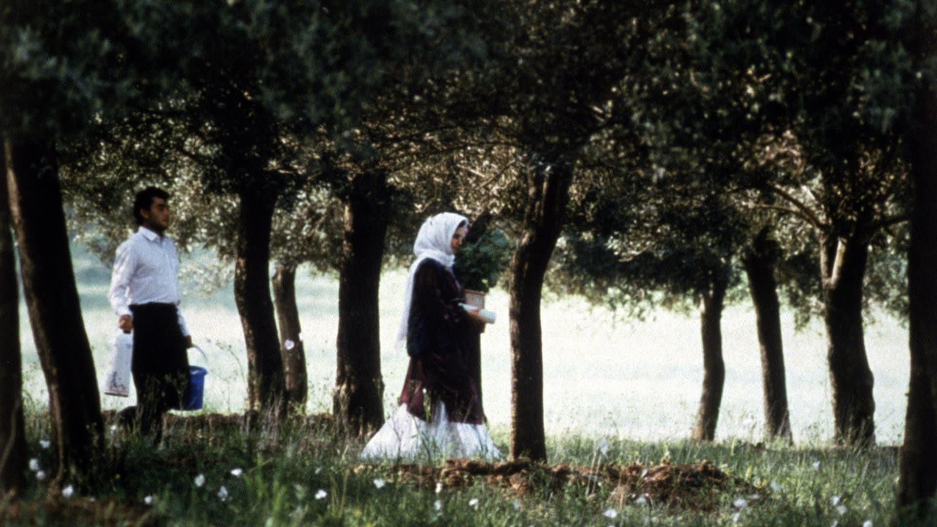 Sotto gli ulivi - immagine