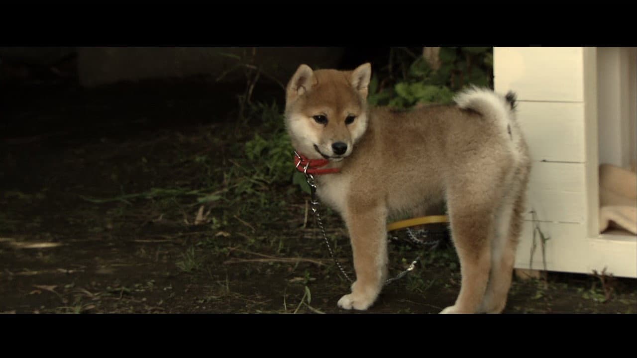 犬とあなたの物語 いぬのえいが - immagine