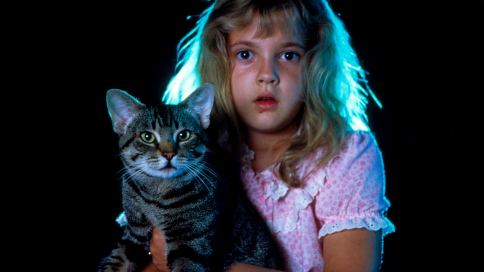 L'occhio del gatto - immagine
