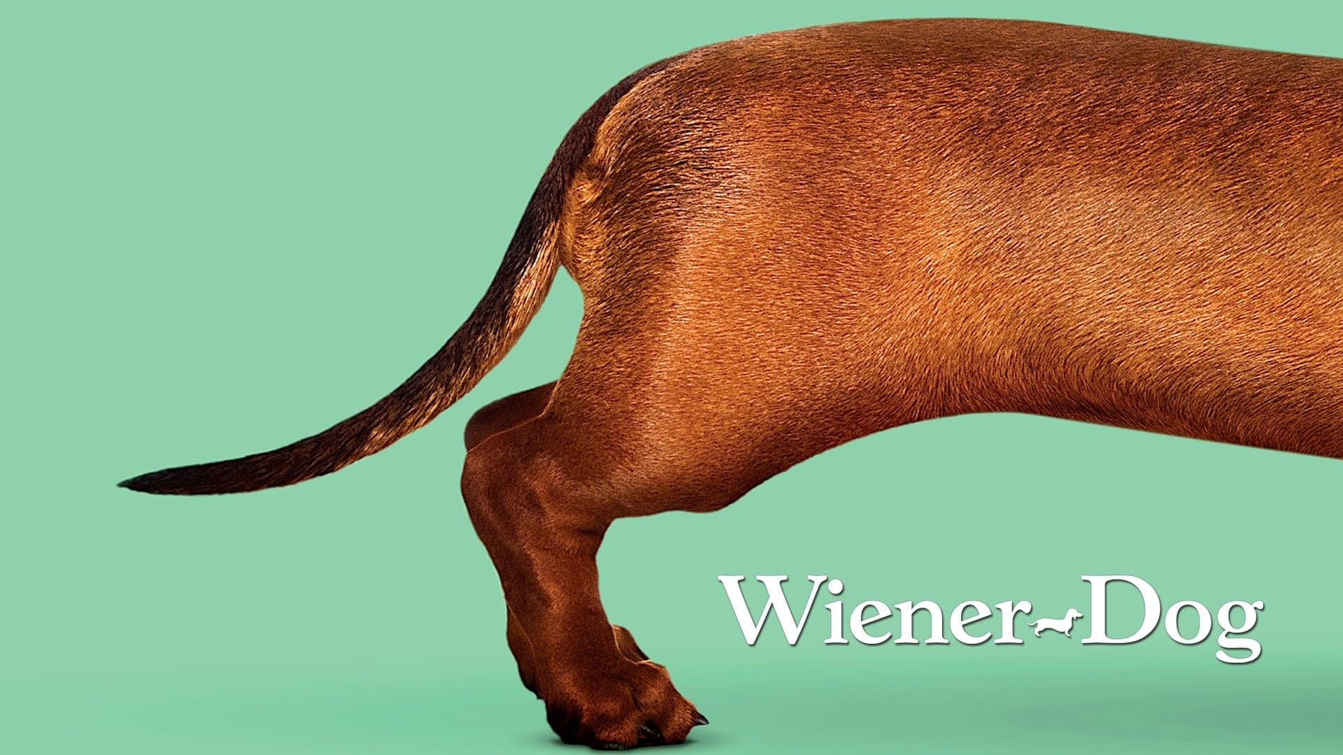 Wiener-Dog - immagine