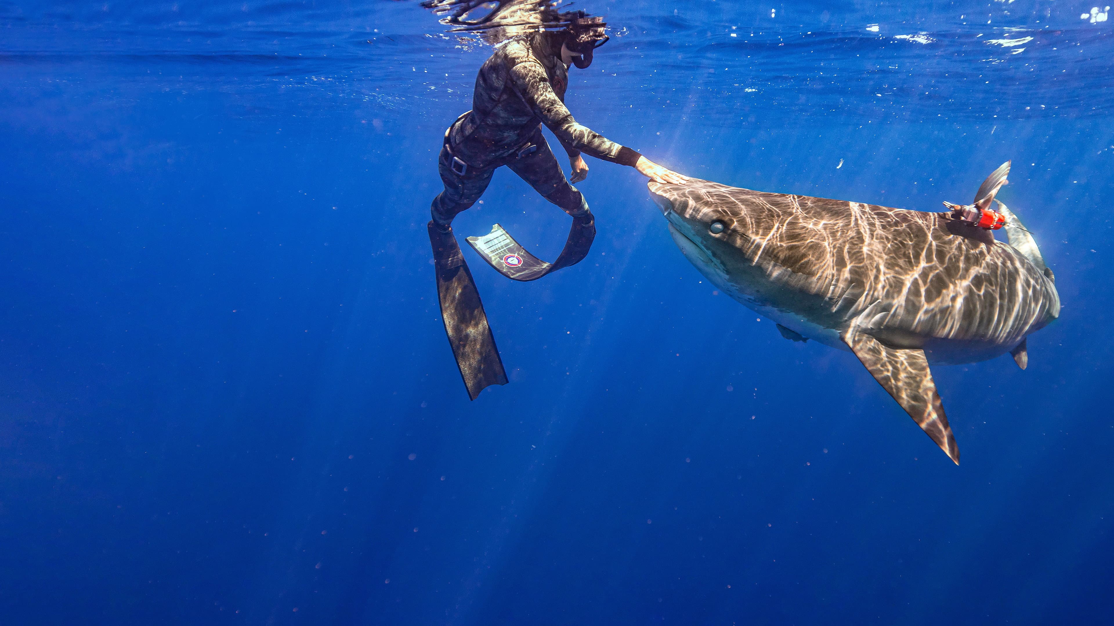 Maui Shark Mystery - immagine
