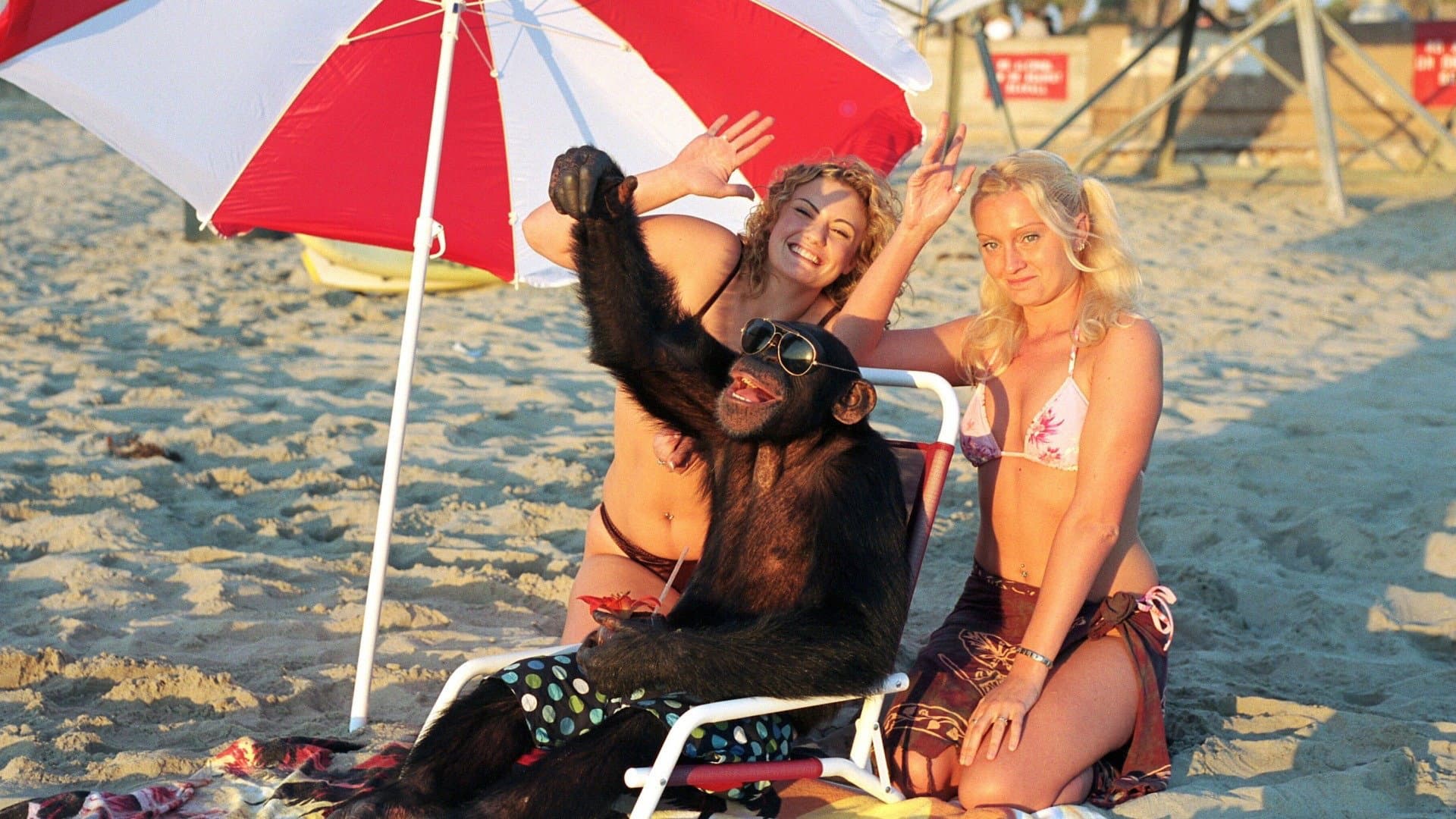 Funky Monkey - immagine