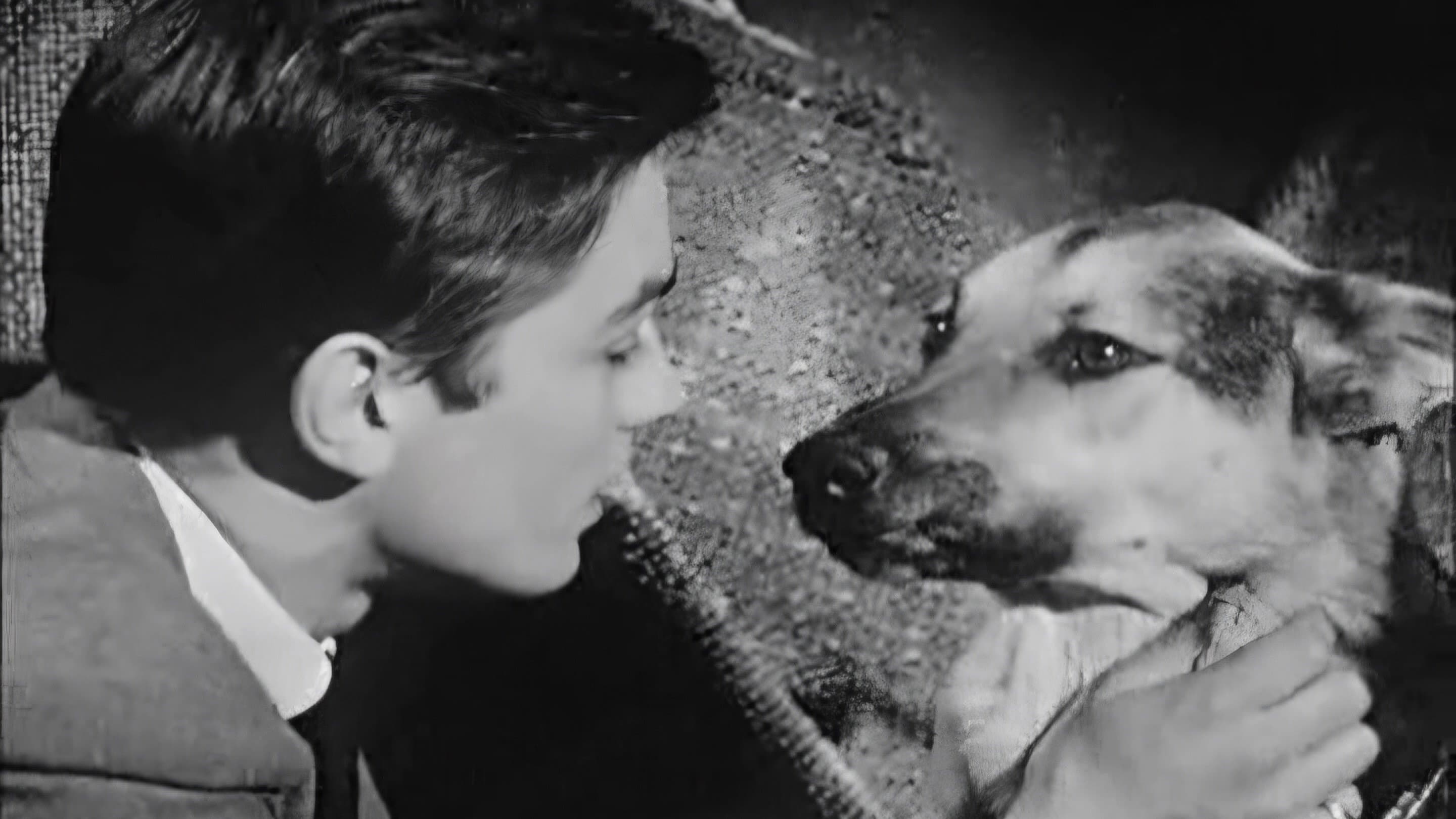 Le Chien - immagine