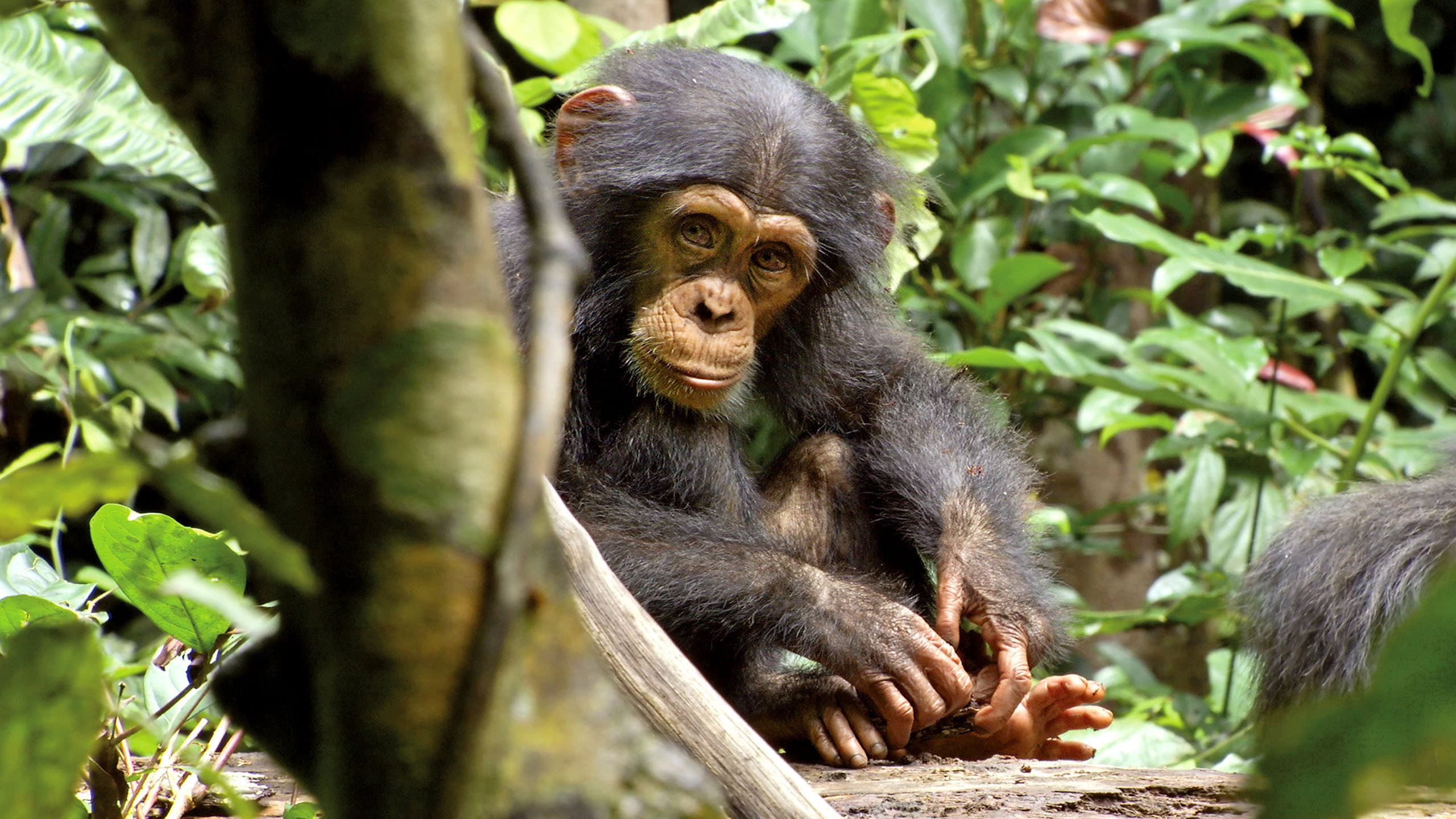 Chimpanzee - immagine