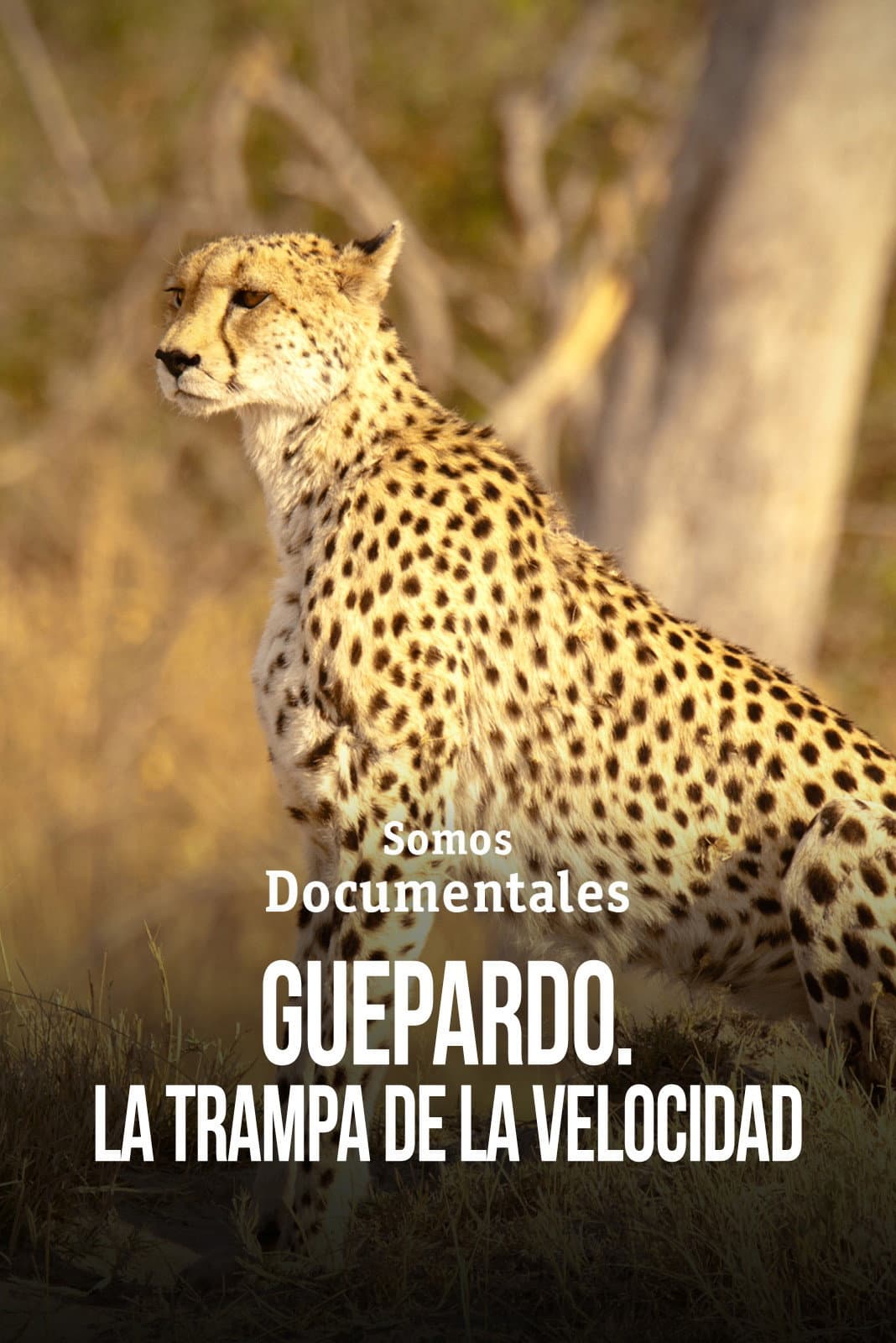 Poster di Cheetah – Speed Trap