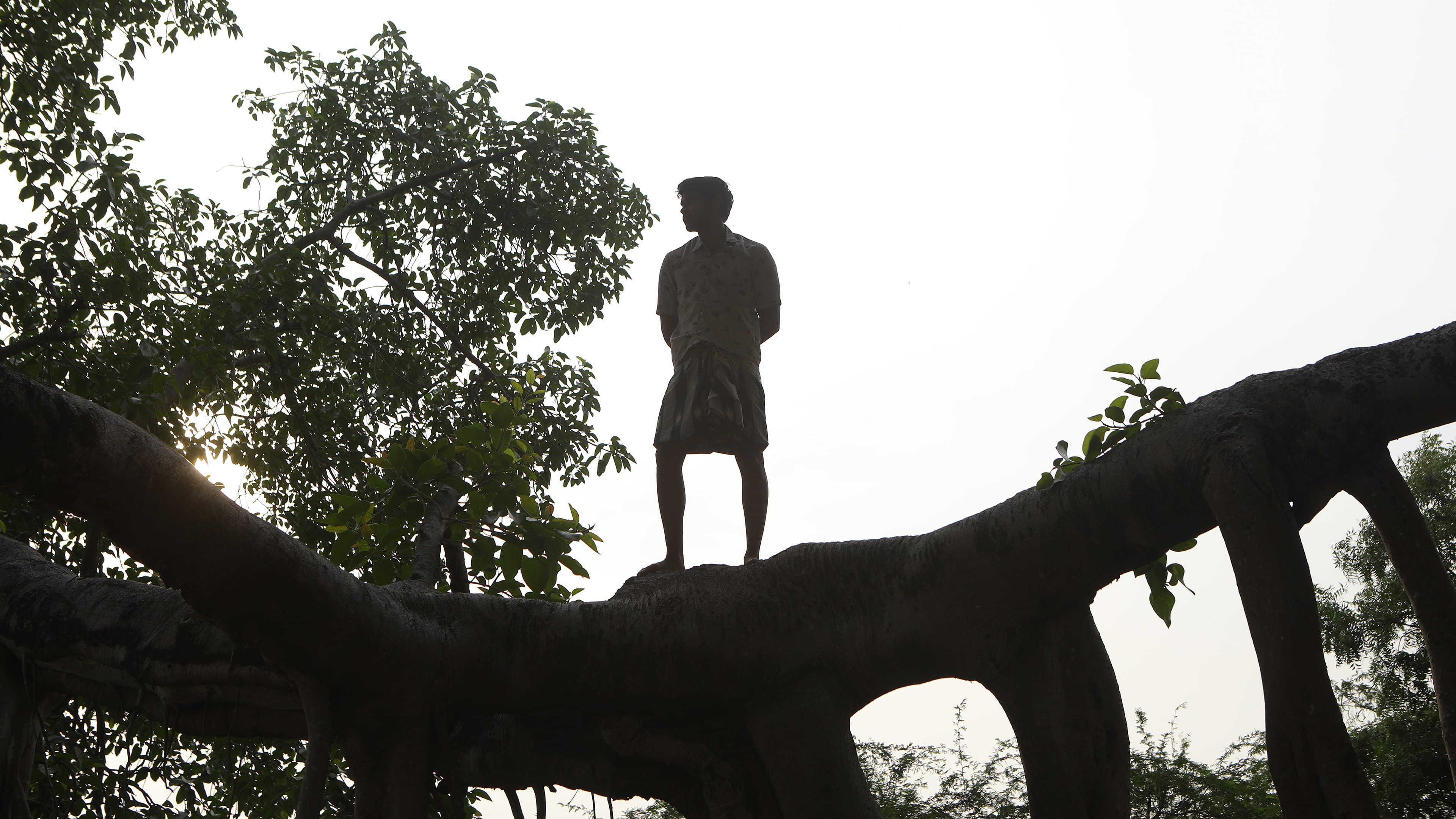 பைசன் காளமாடன் - immagine