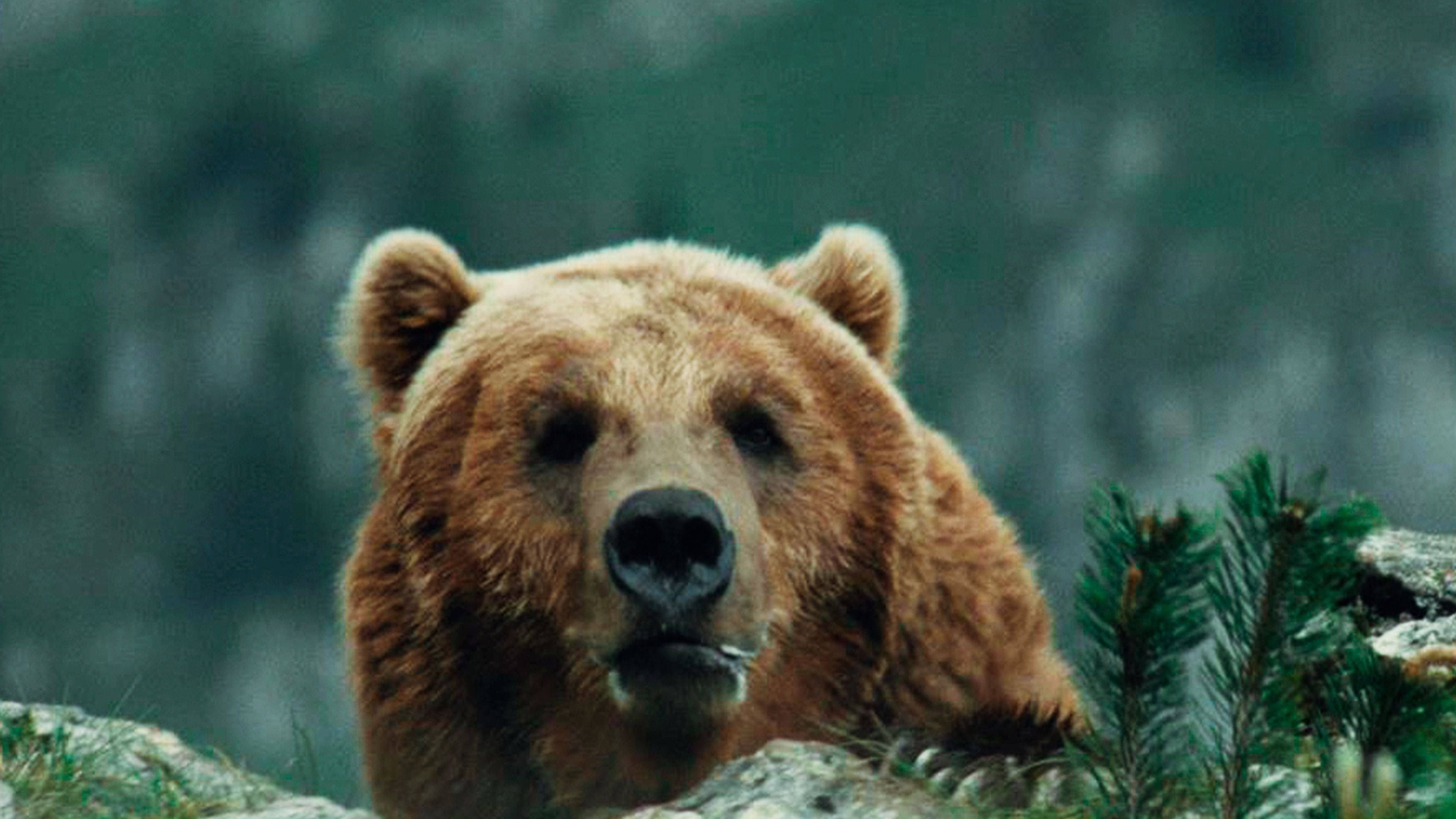 L'orso - immagine