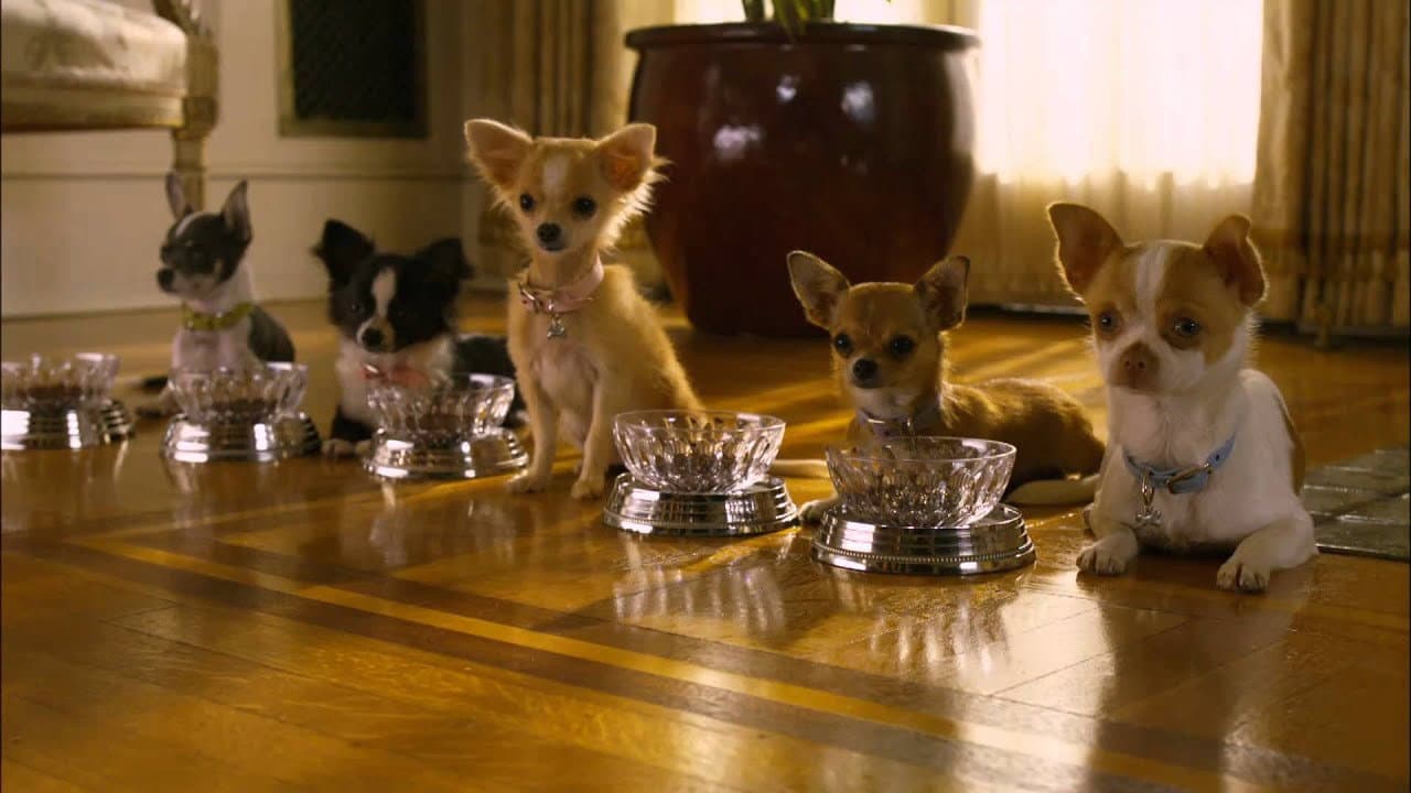 Beverly Hills Chihuahua 2 - immagine