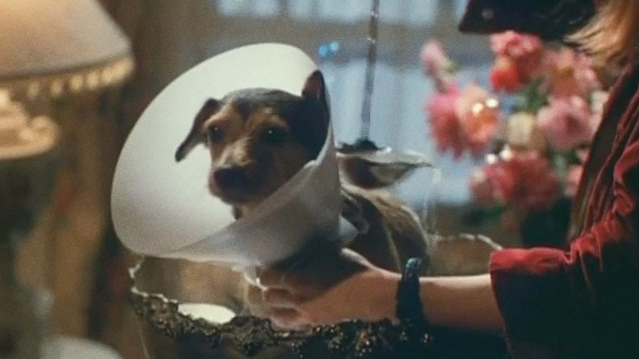 Every Dog Has Its Day - immagine