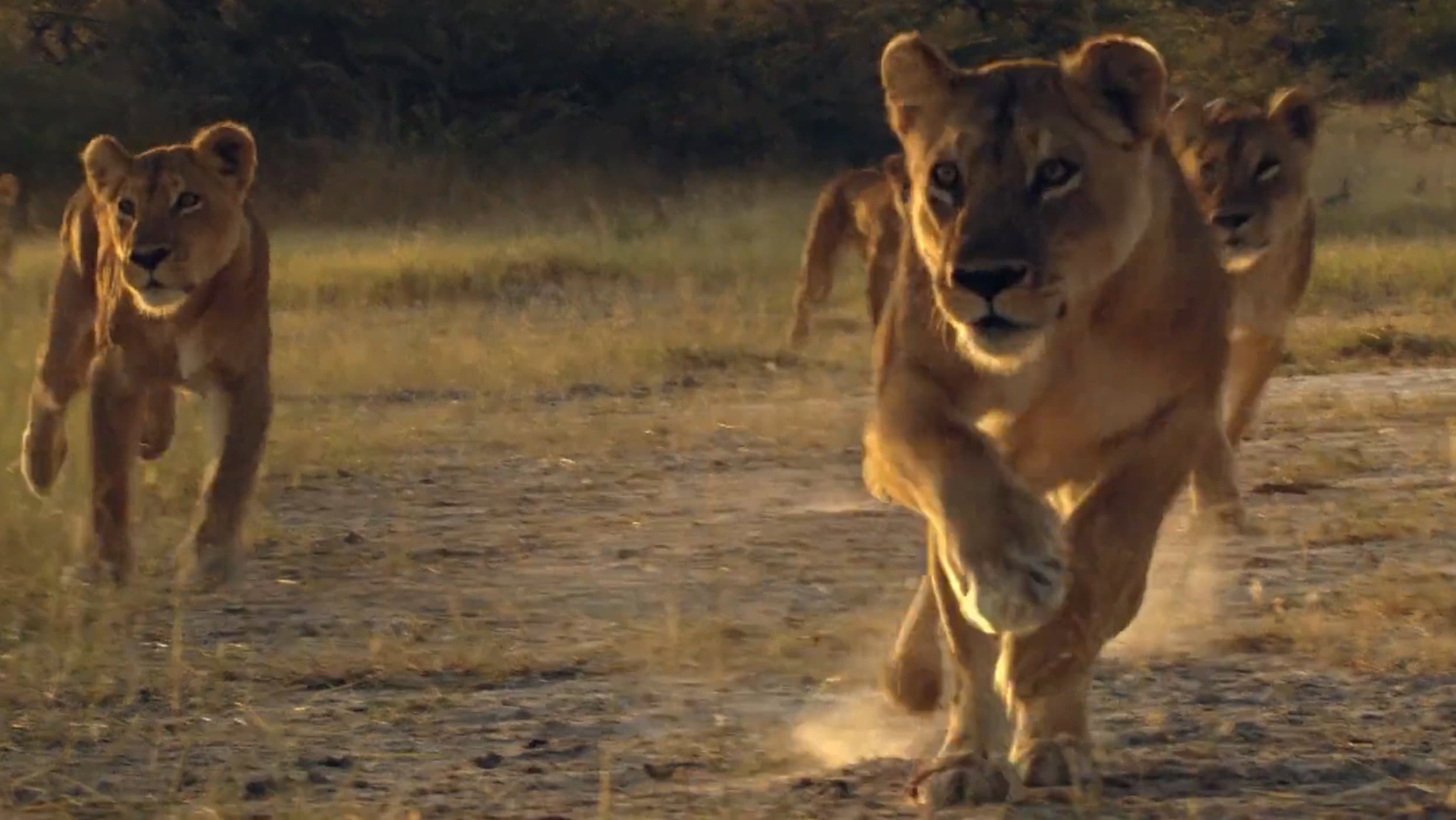 Lion Brothers: Cubs to Kings - immagine