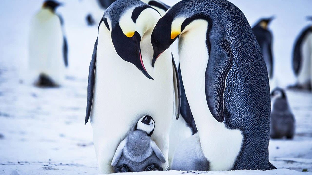Snow Chick - A Penguin's Tale - immagine