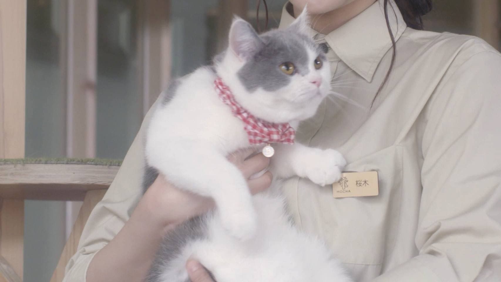 猫カフェ - immagine