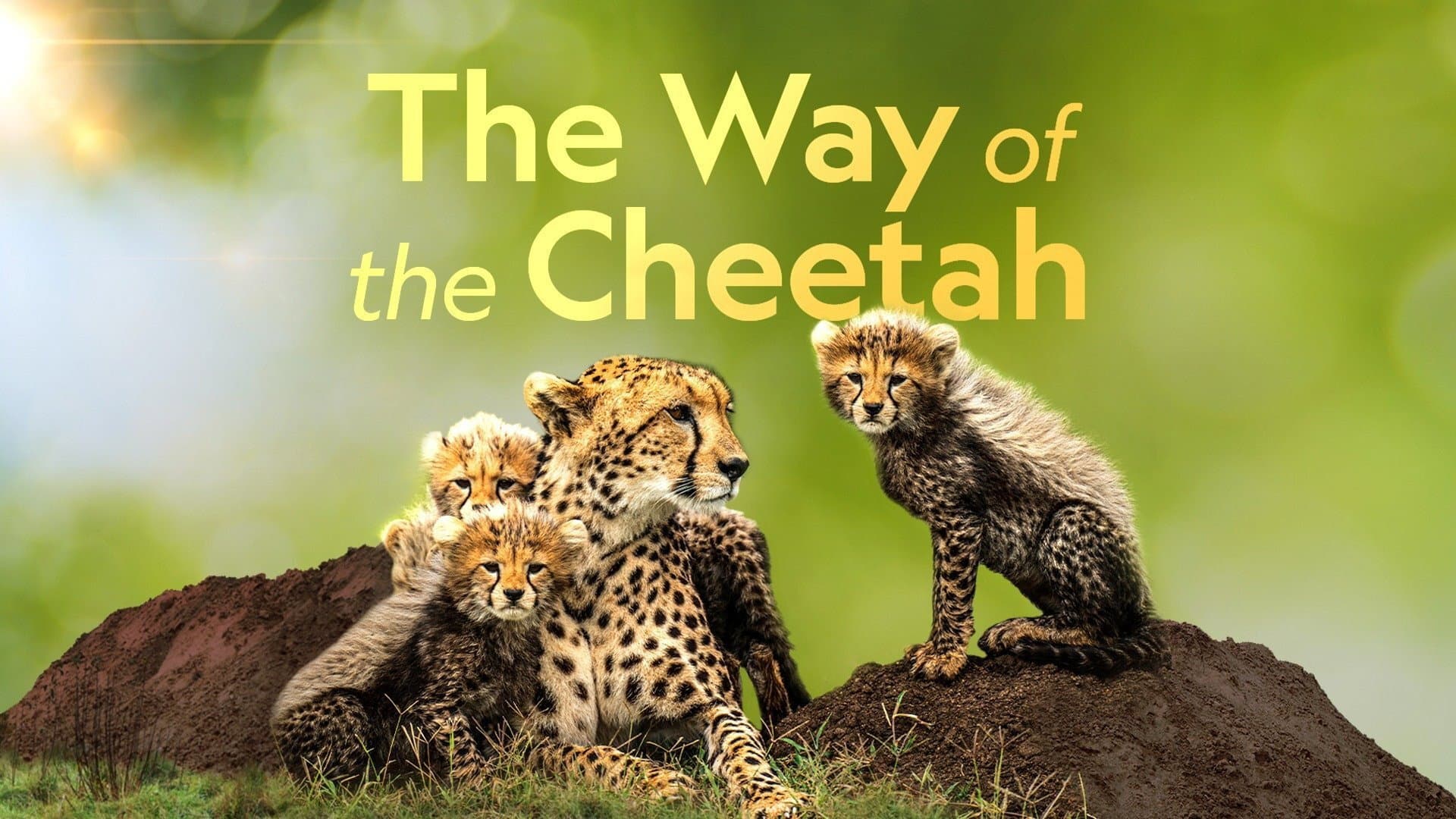 The Way of the Cheetah - immagine