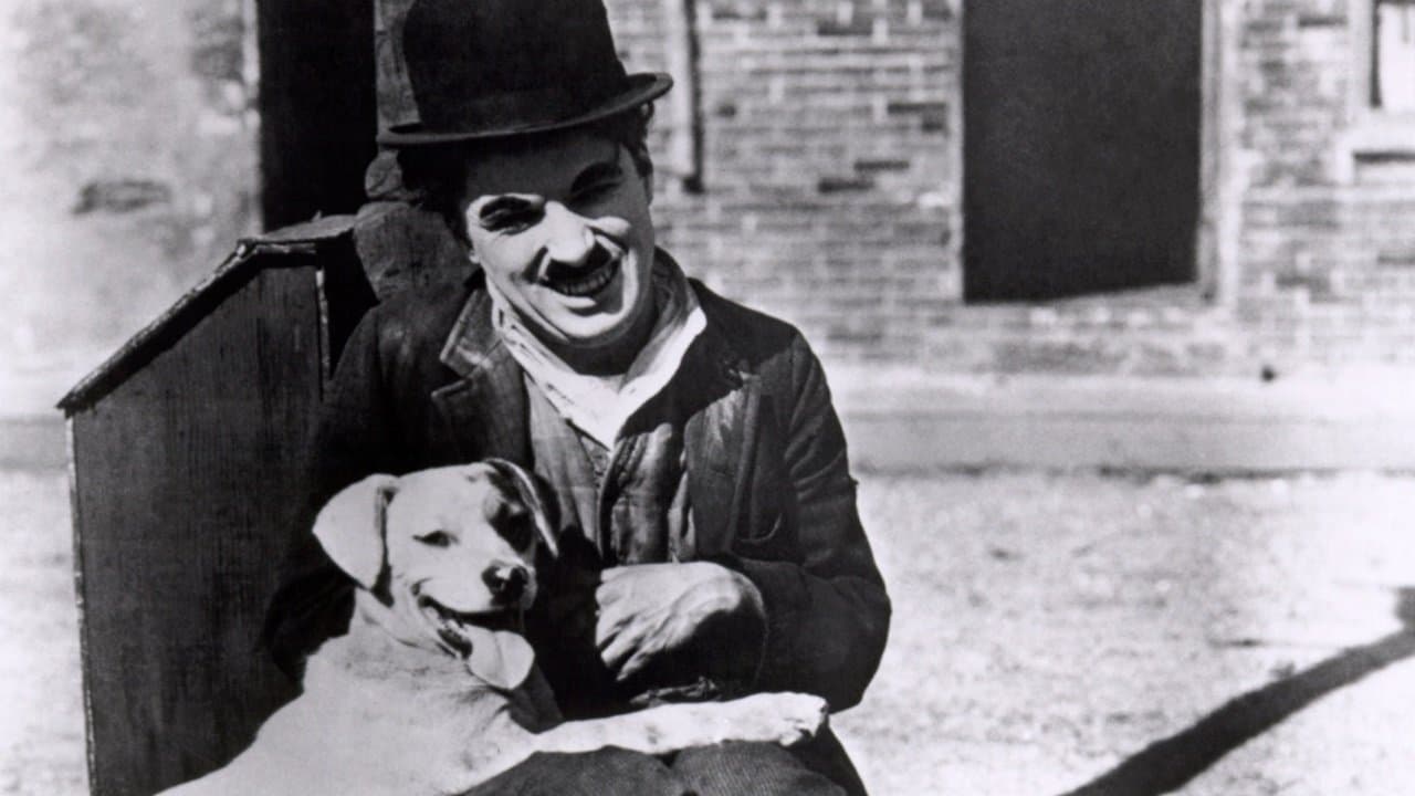 Vita da cani - immagine