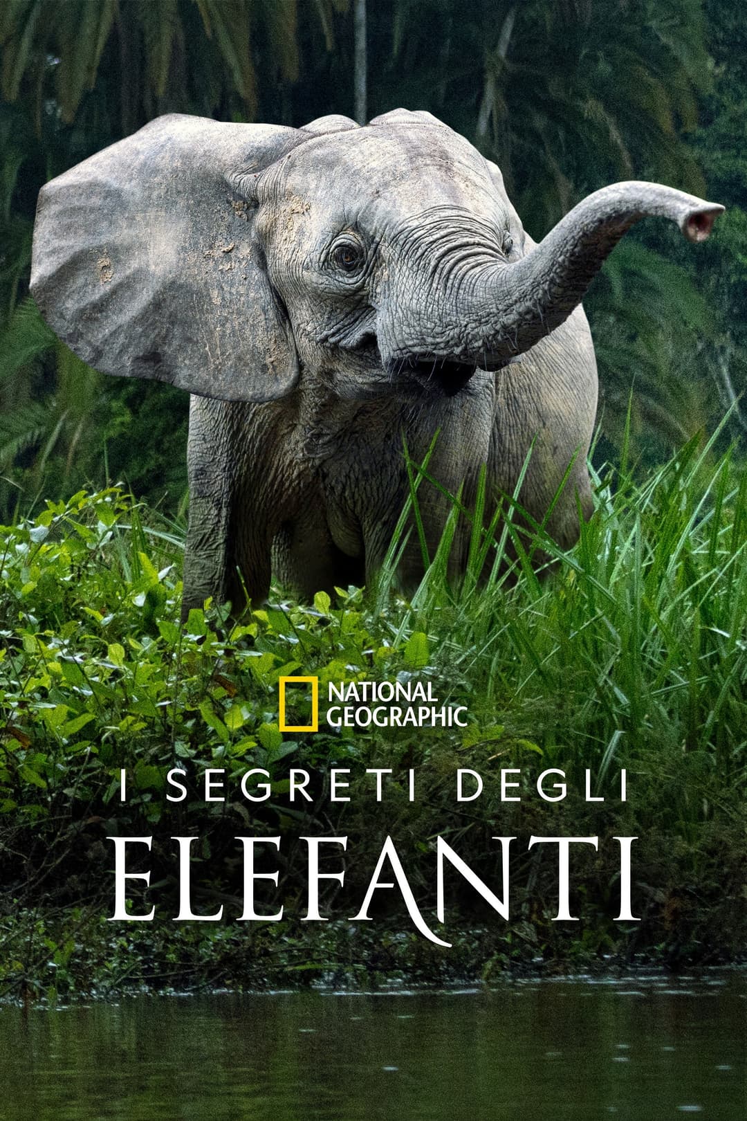 Poster di I segreti degli elefanti
