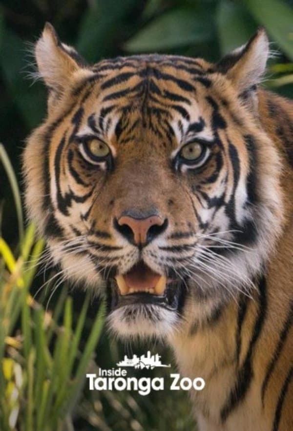 Poster di Inside Taronga Zoo