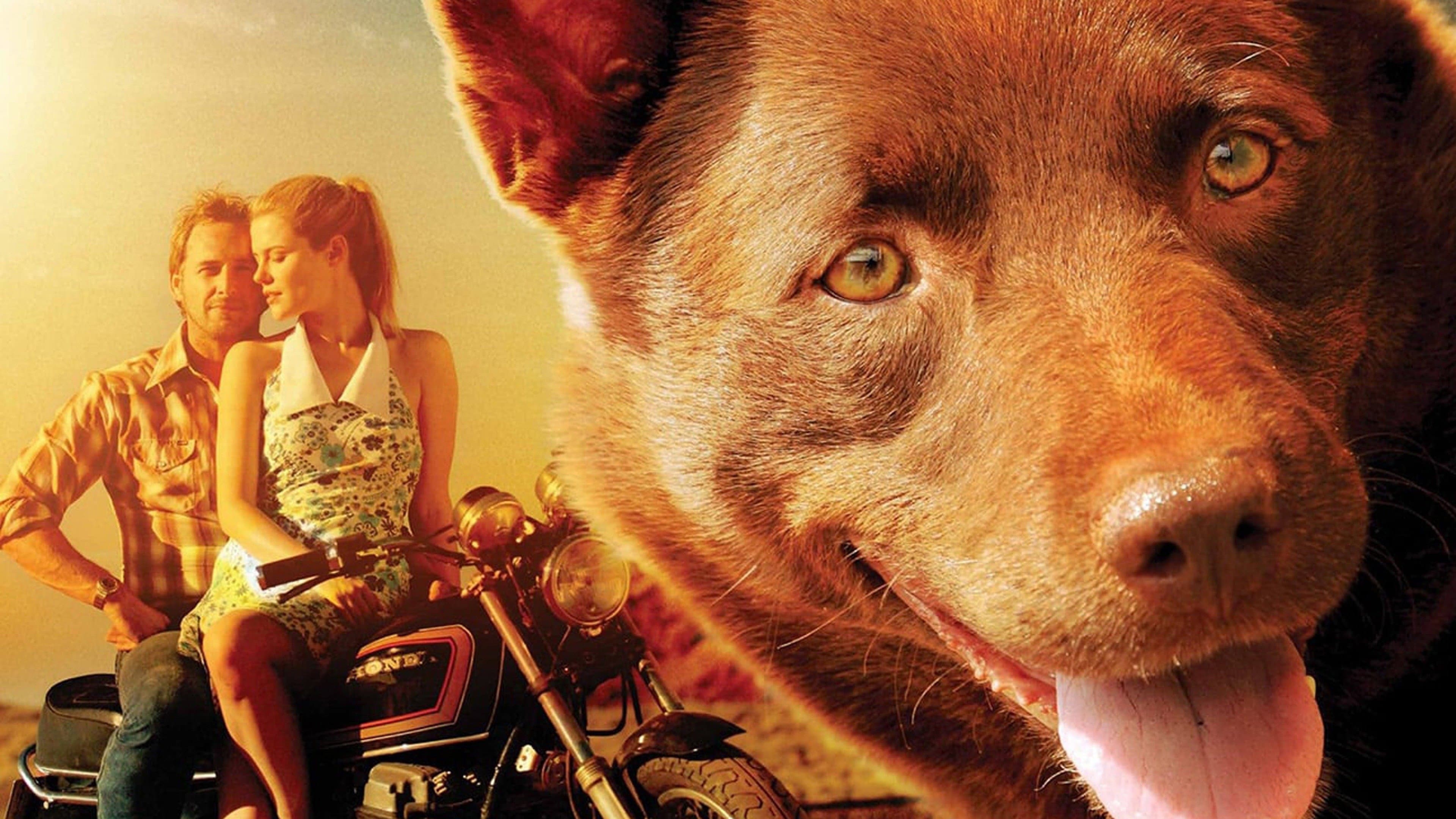 Red Dog - immagine