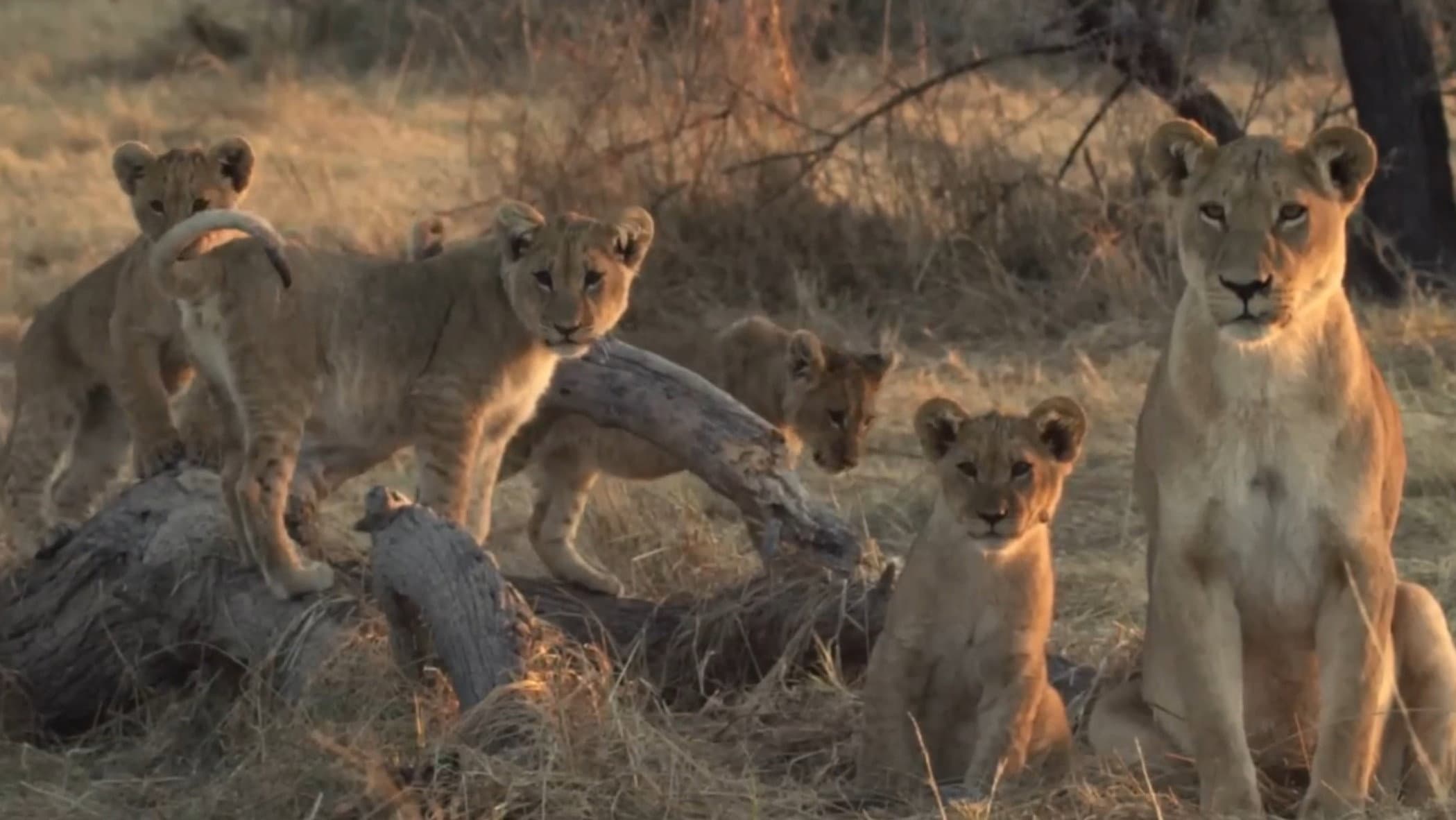 Lion Brothers: Cubs to Kings - immagine