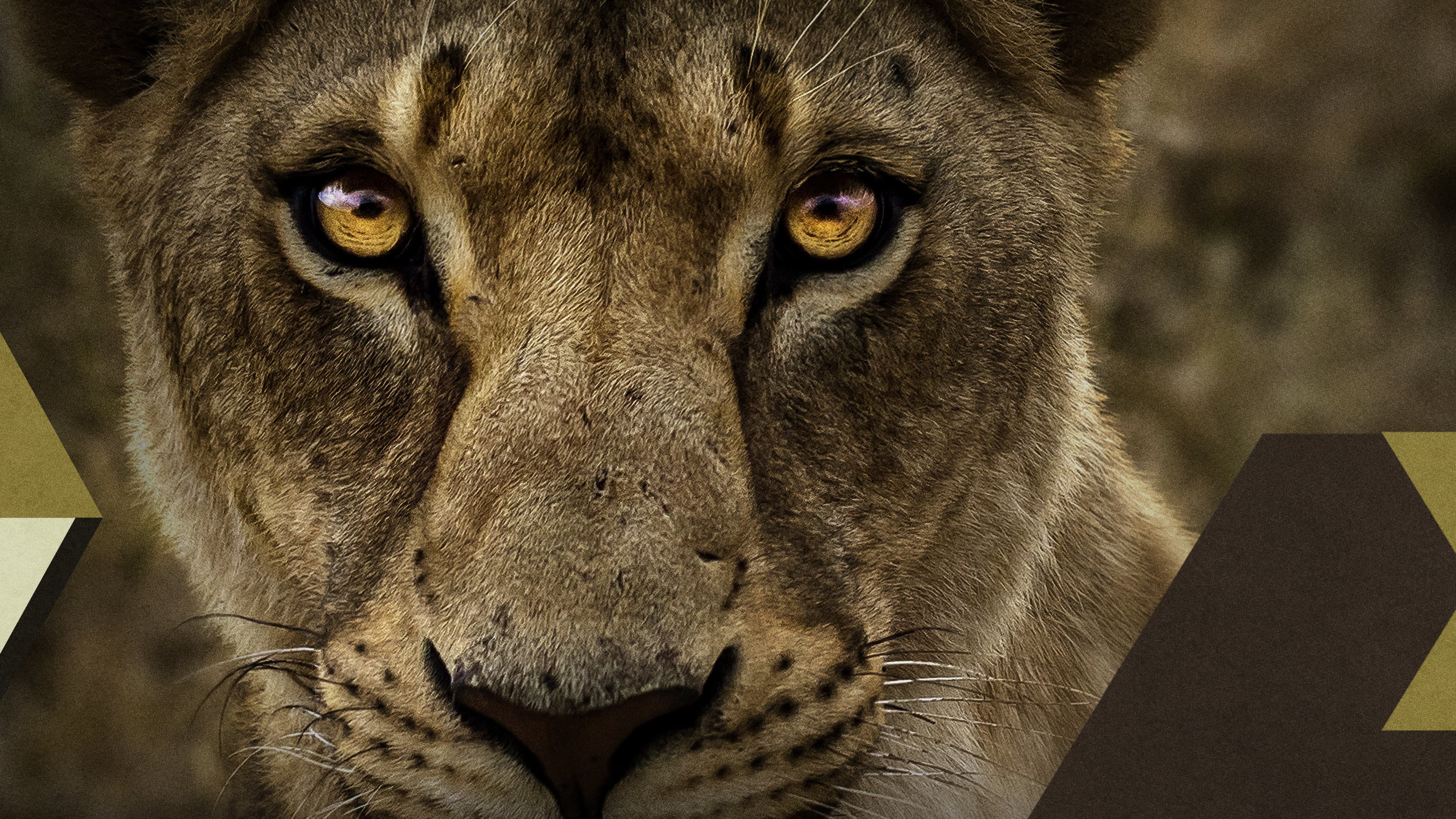 Malika the Lion Queen - immagine